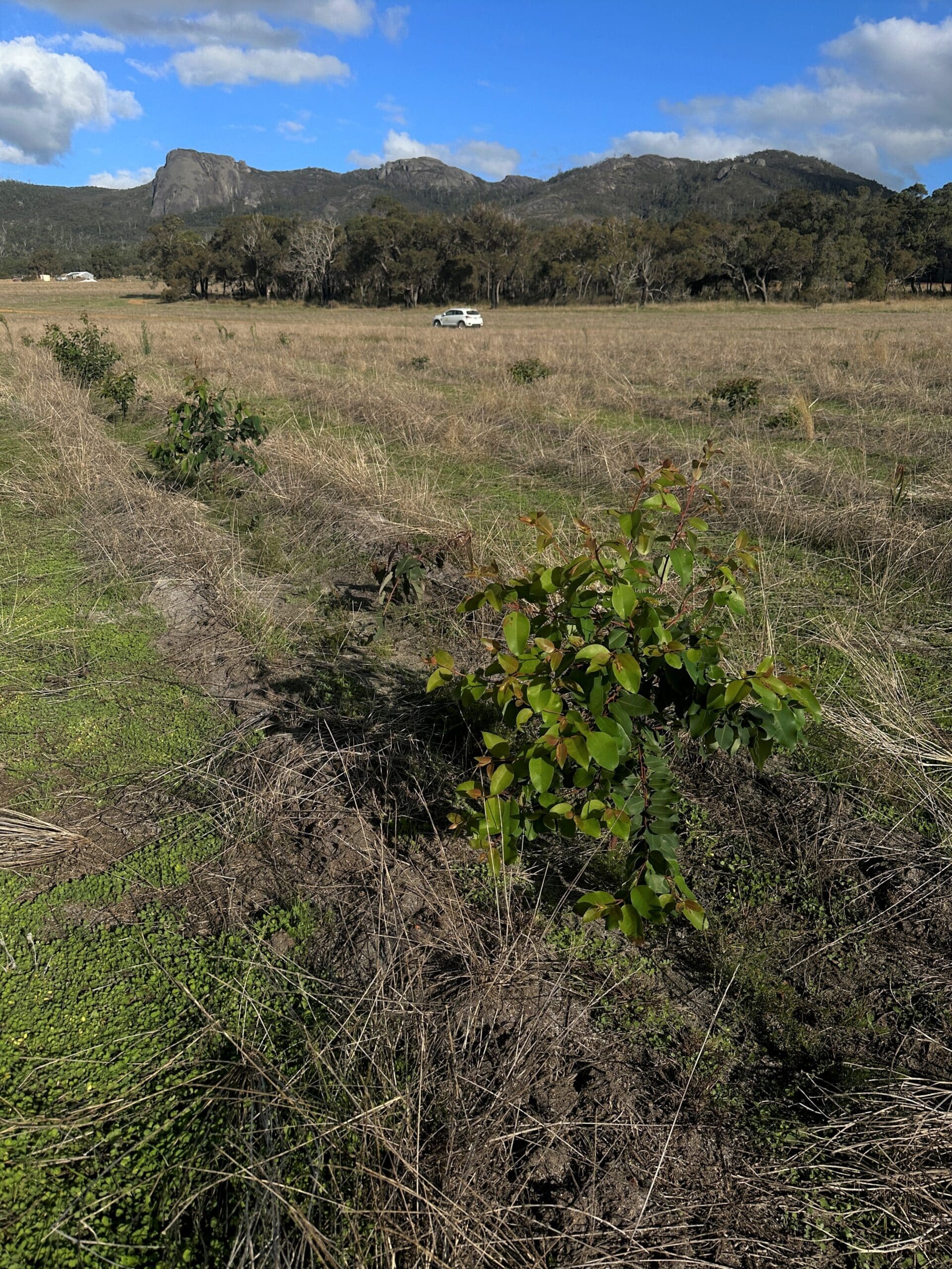 Marri seedlings growing in planting row
