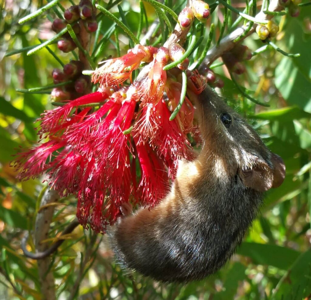 honey-possum Honey possum in a banksia at a biodiverse planting site