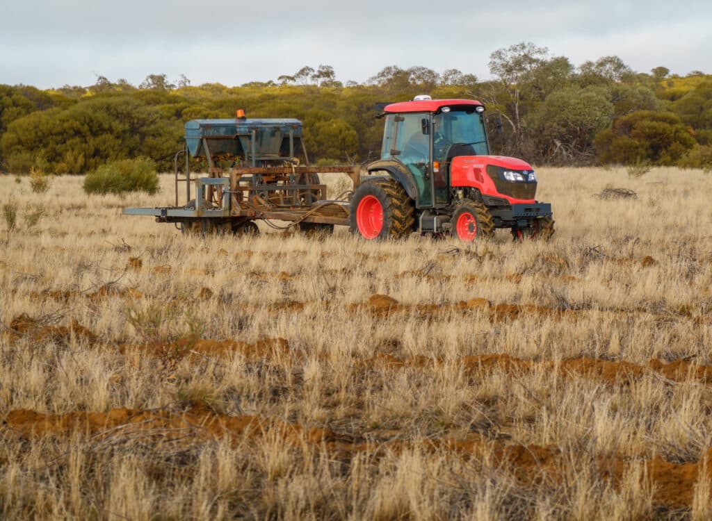 Warralakin-Site-Preparation Red tractor with soil ripping trailer in between planting rows.