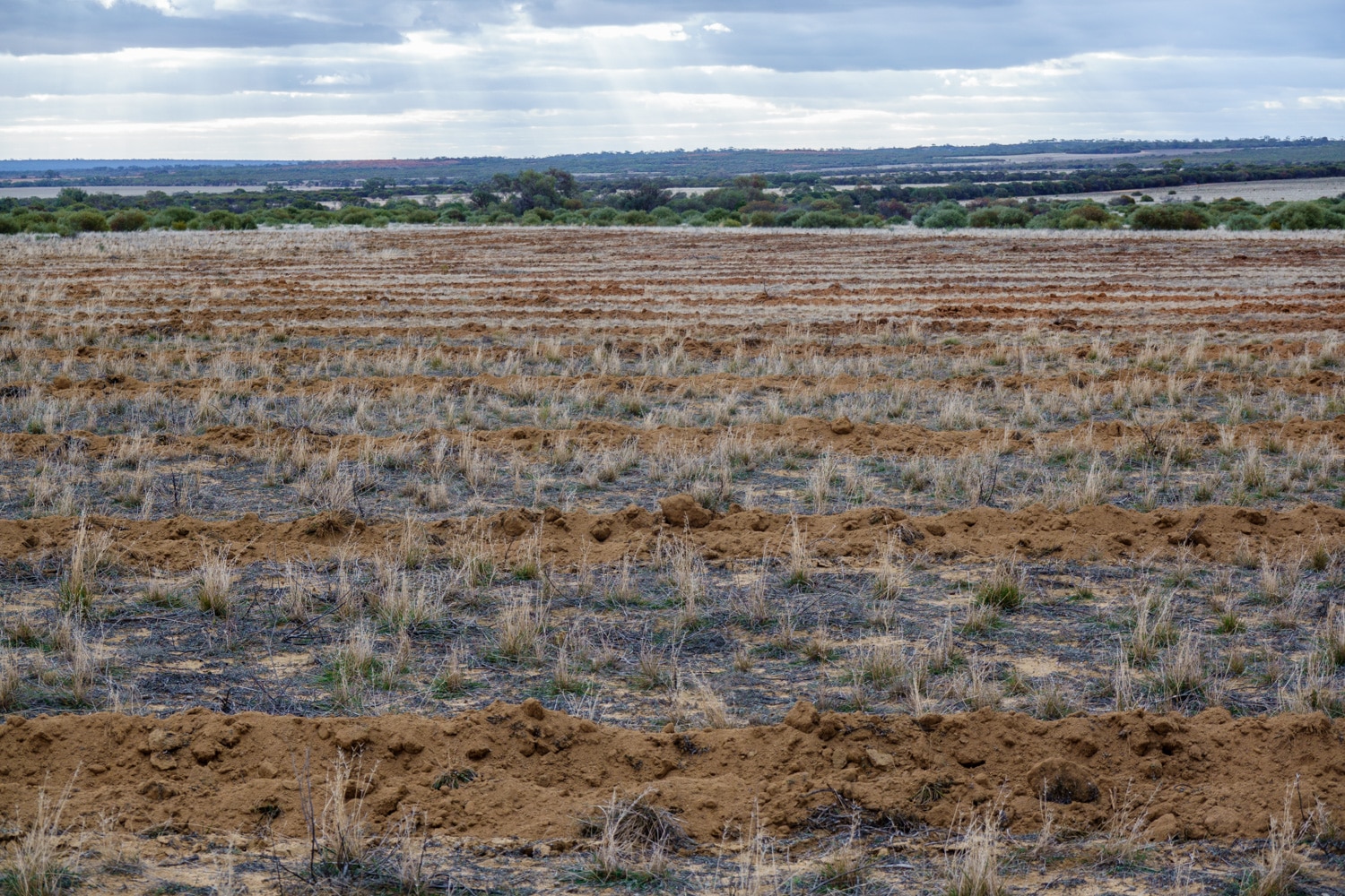 sandy brown planting rows with weeds between.