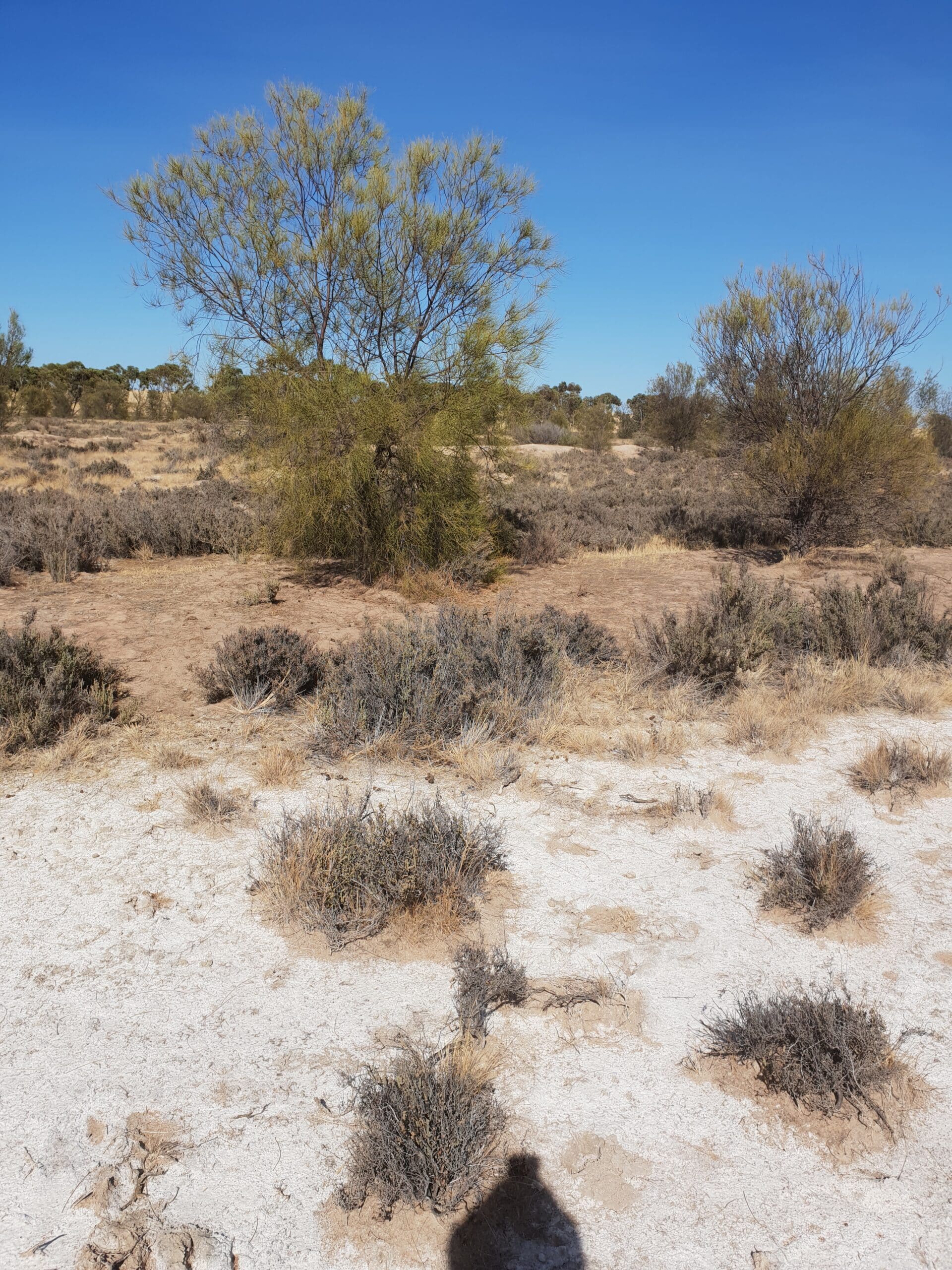 salt deposits and weeds in a proposed planting area