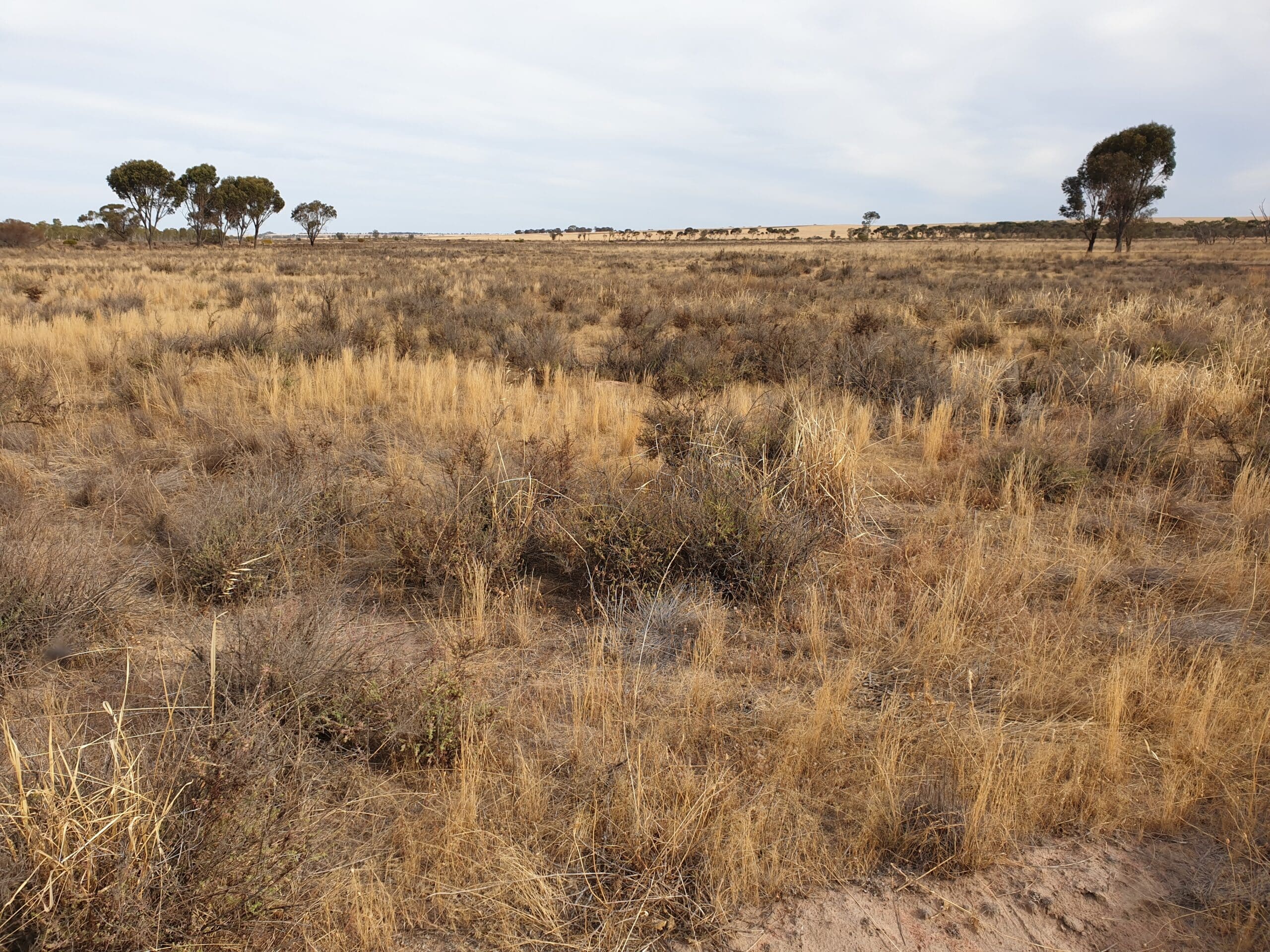 dry weeds in a field