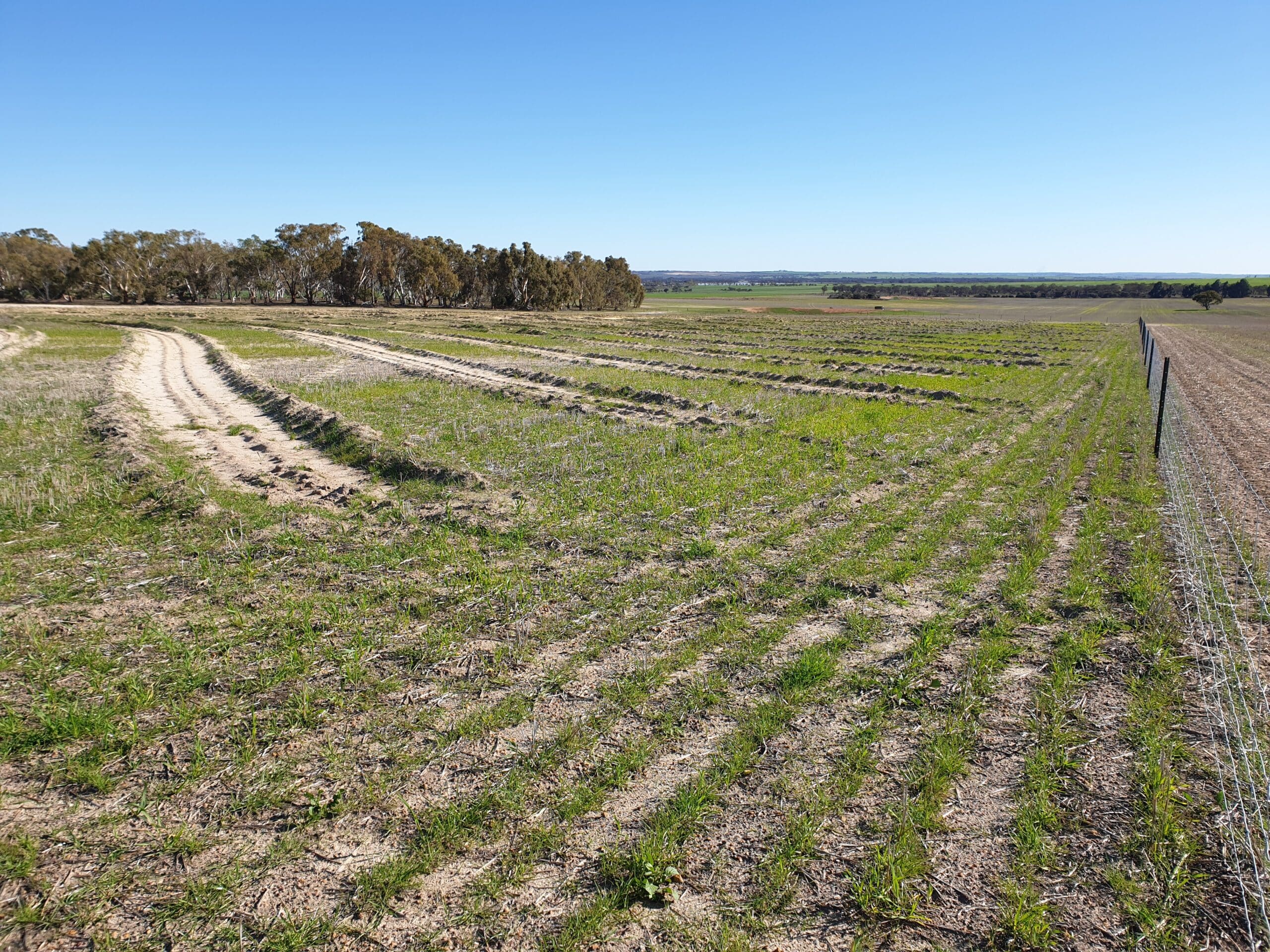Ripped planting rows ready for planting.