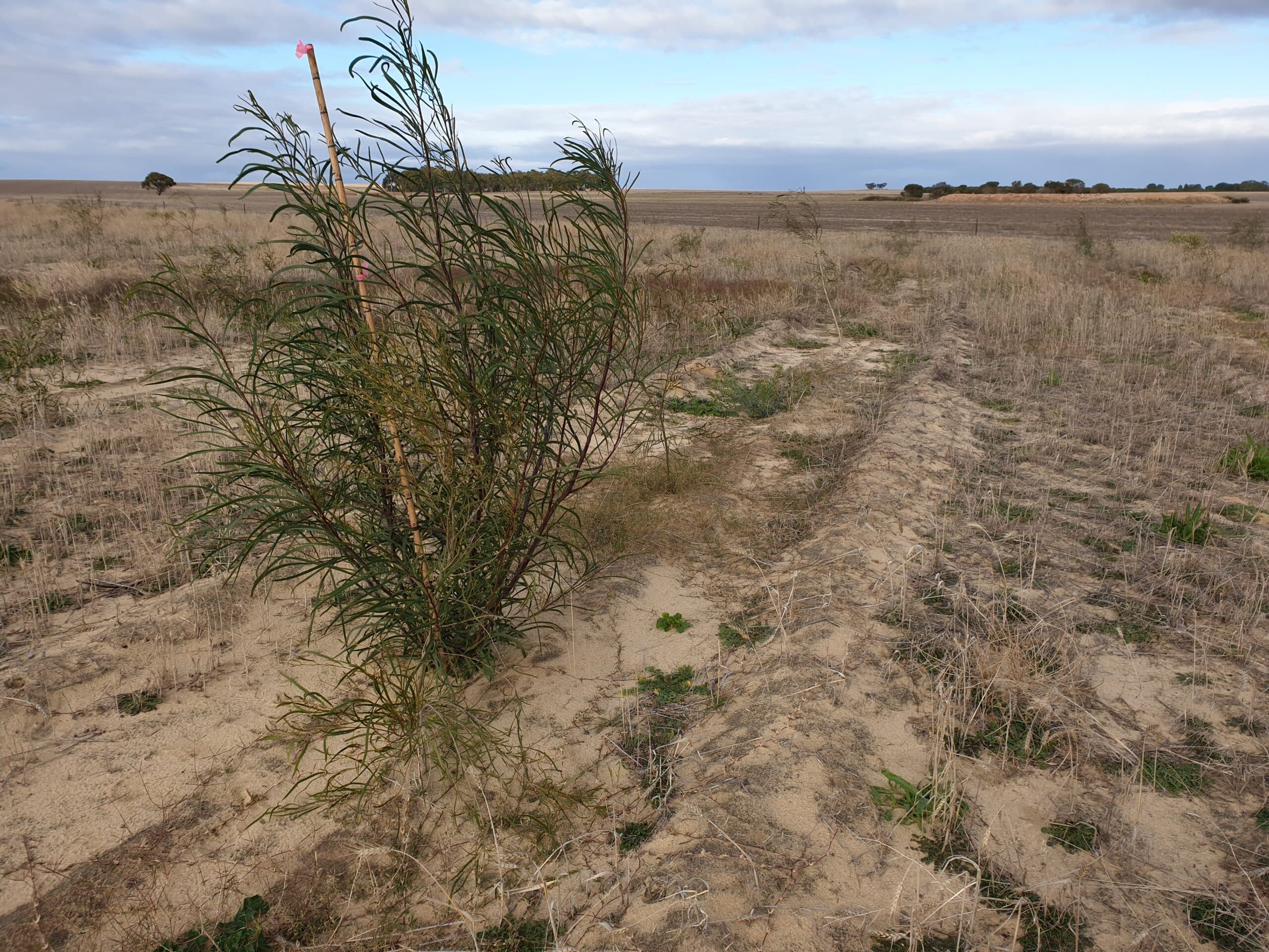 Acacia shrub growing in planting row