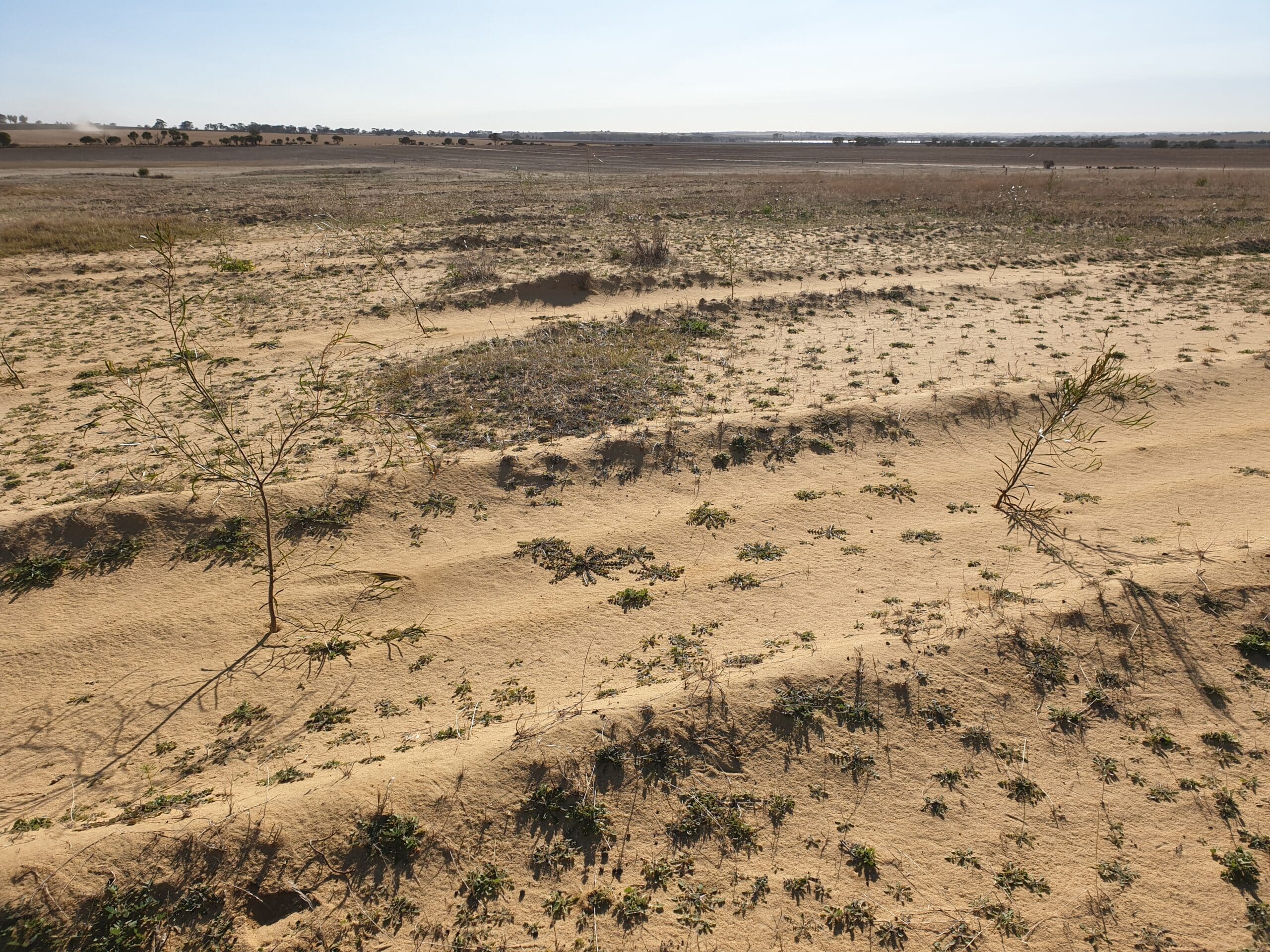 Plants growing in planting row in sandy soil