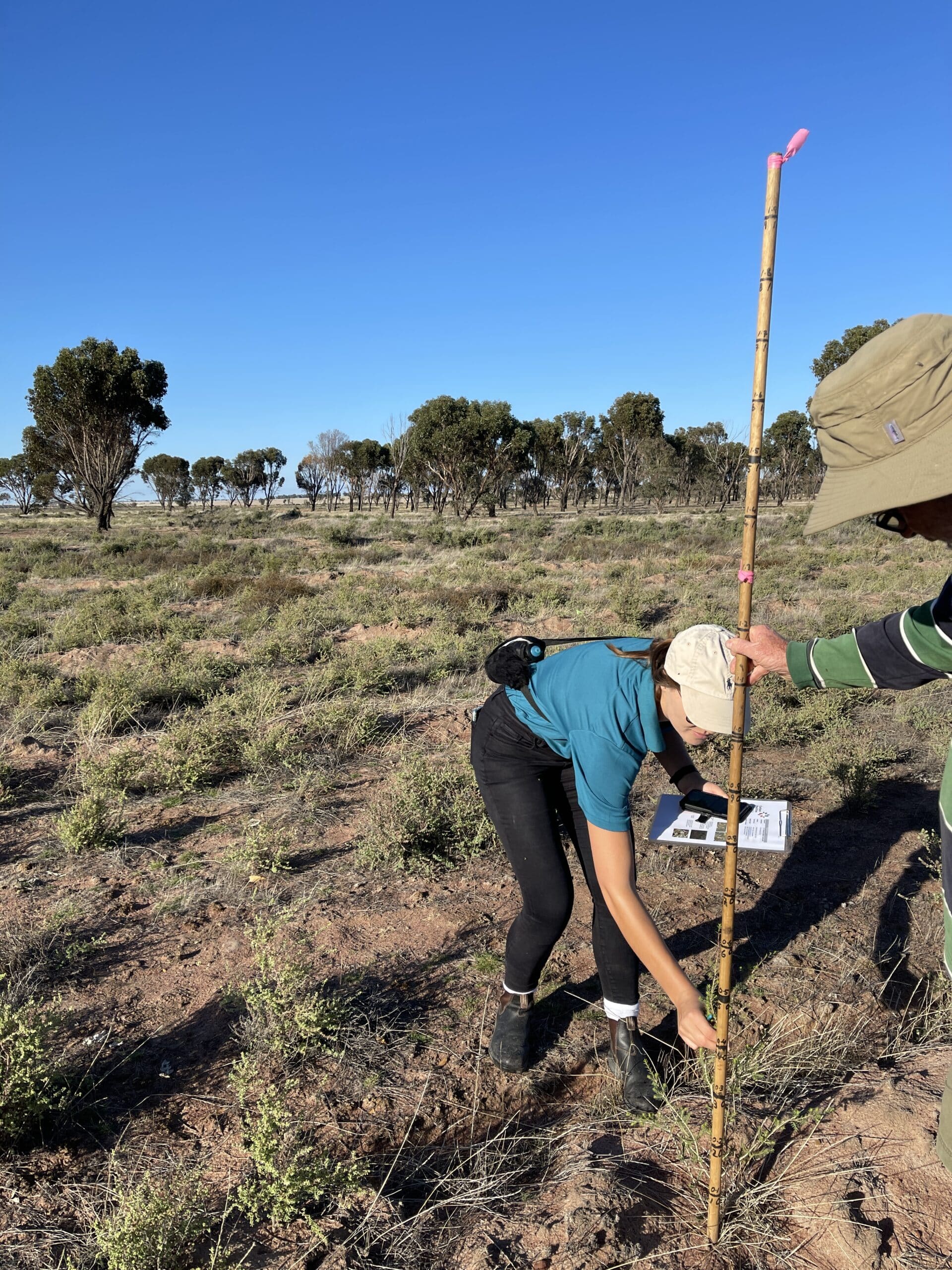 woman bending down to measure the height of a plant with a man assisting with holding the measruing stick