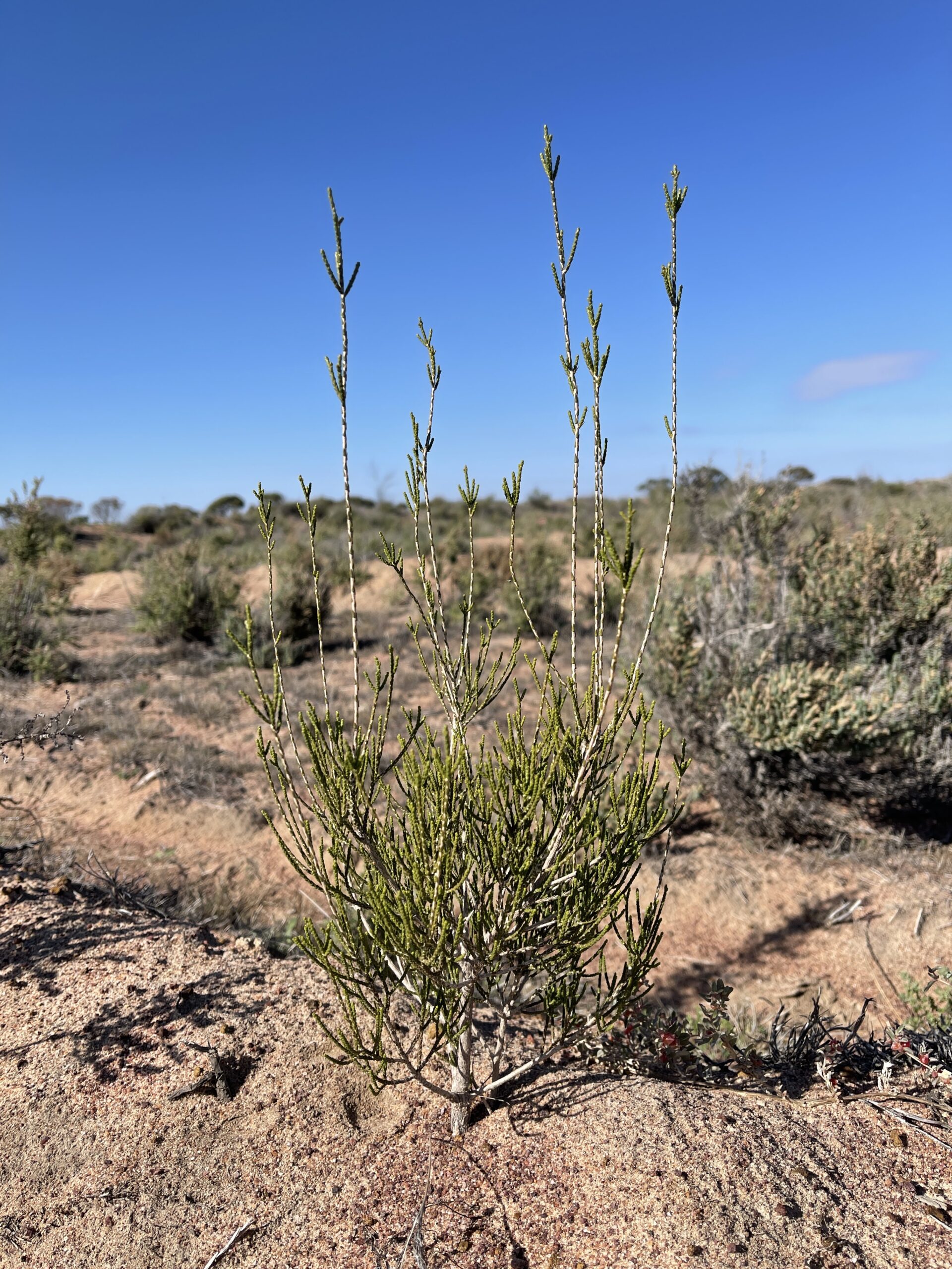 A thriving Melaleuca thyoides ('Salt lake honey-myrtle')