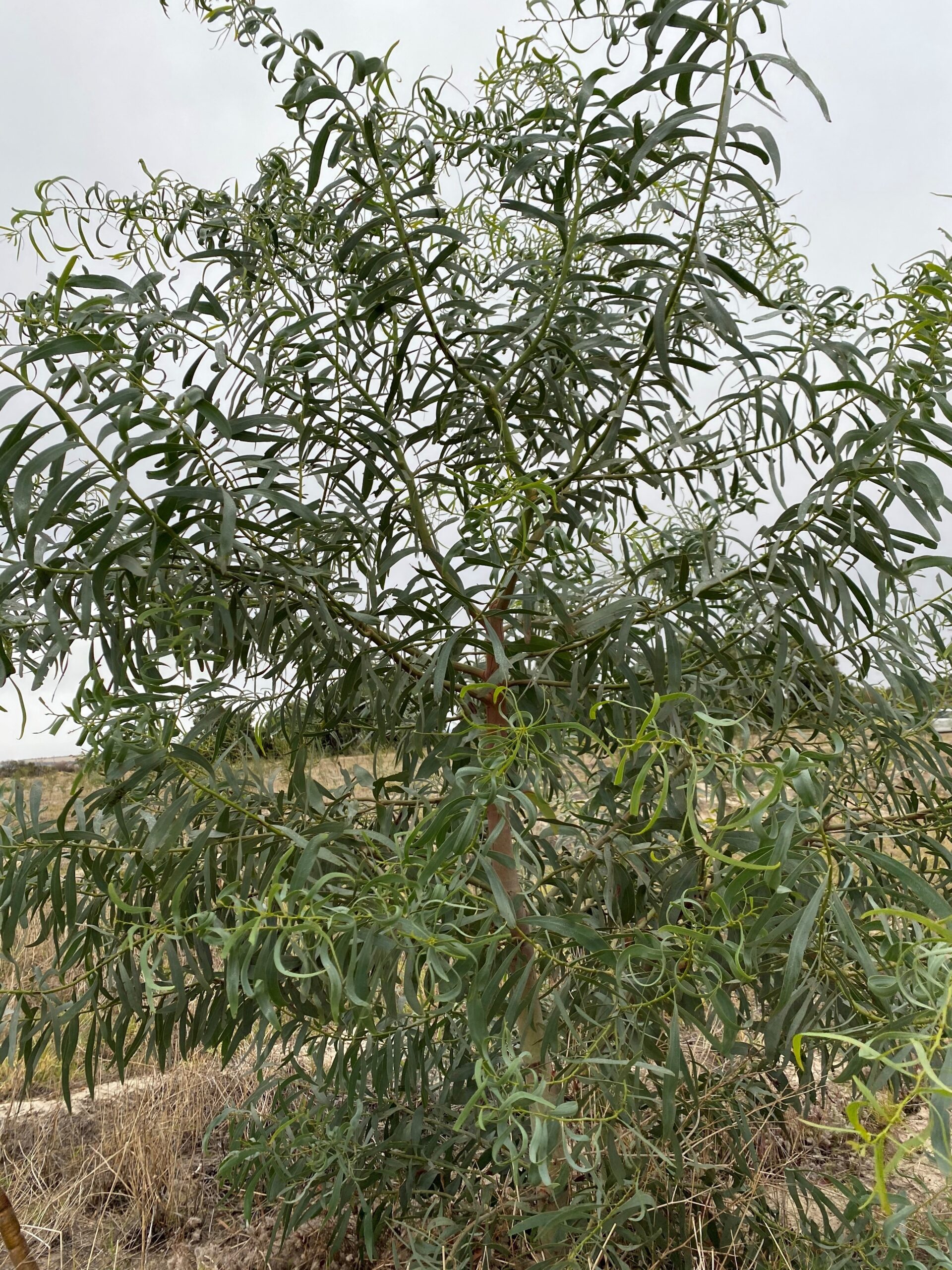 Close up of an Acacia microbotrya ('Manna wattle')