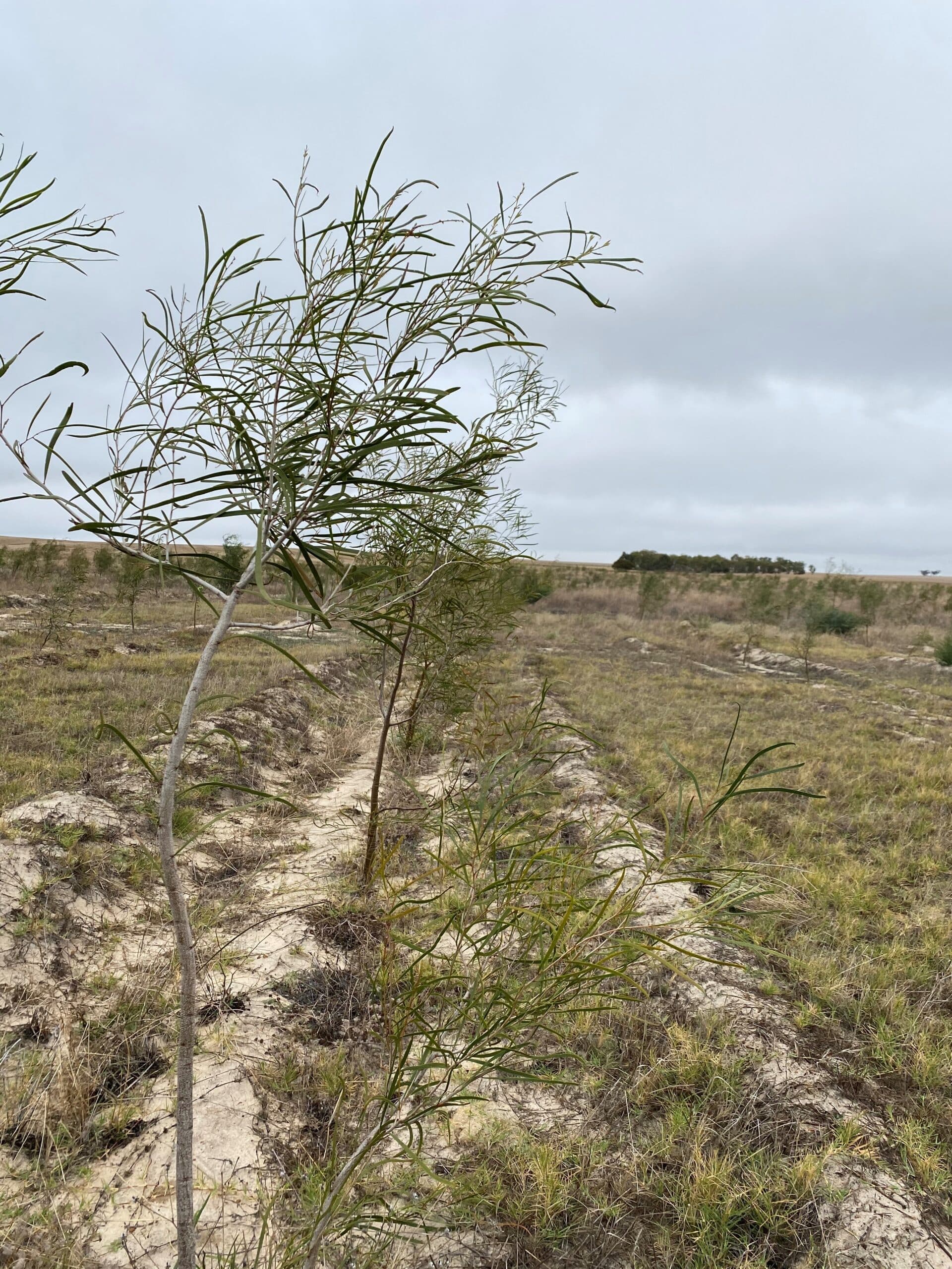 Trees growing in planting row