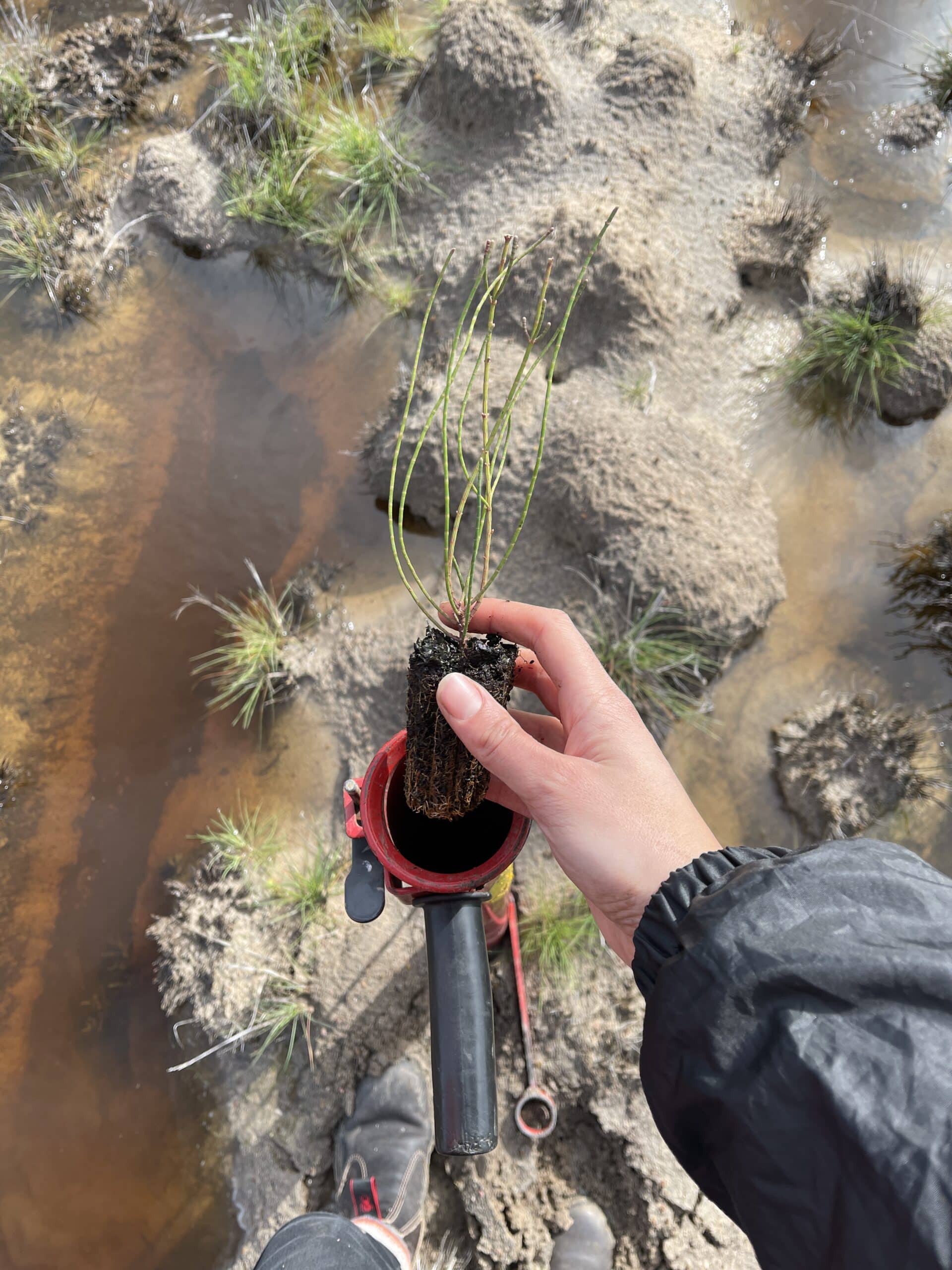 hand holding a seedling ready to drop into a pottiputki to be planted