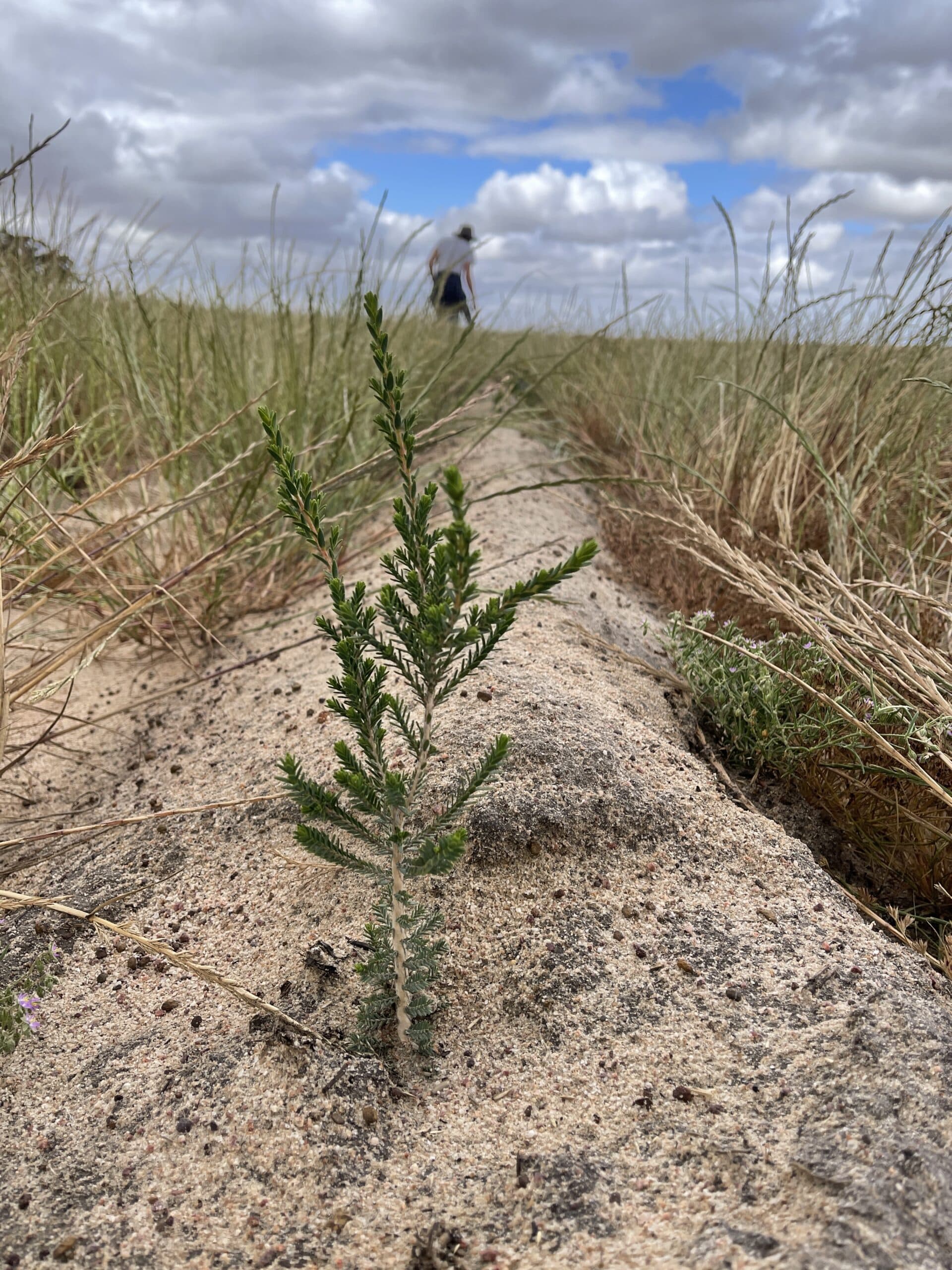 Close up of a Melaleuca cuticularis ('Saltwater paperbark') seedling in planting row