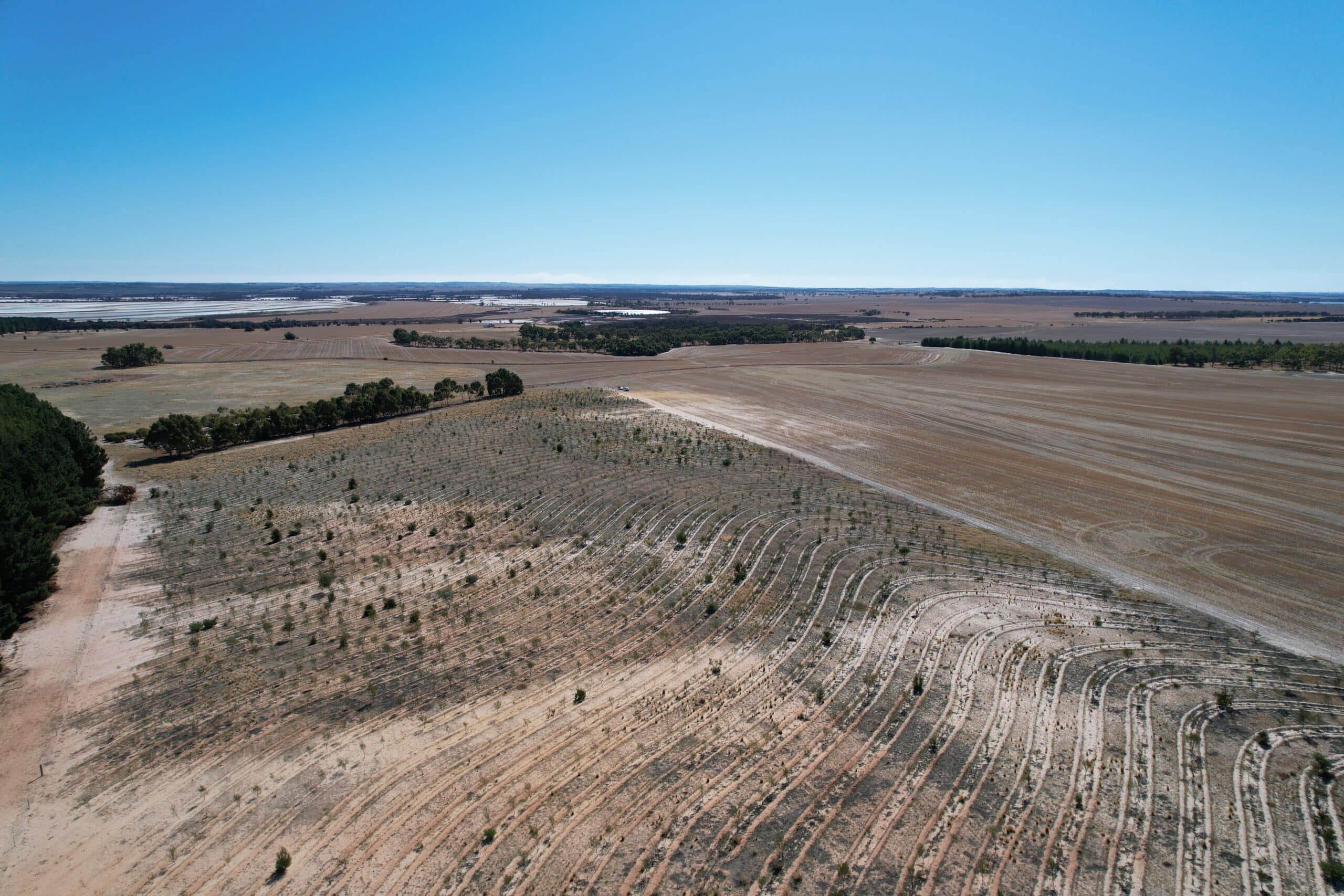 Drone image of planting rows