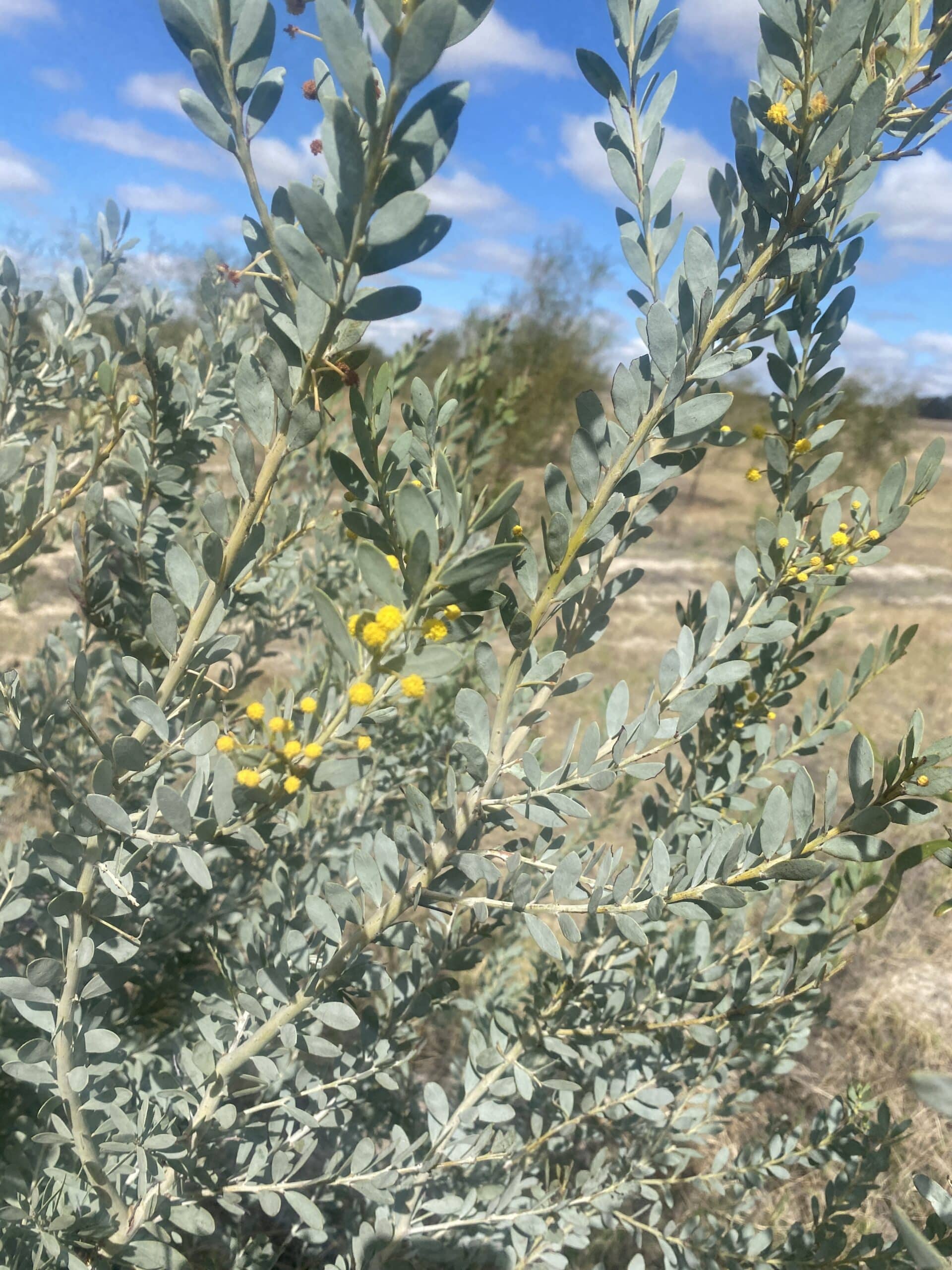 Acacia meisneri ('Blue wattle') beginning to flower.