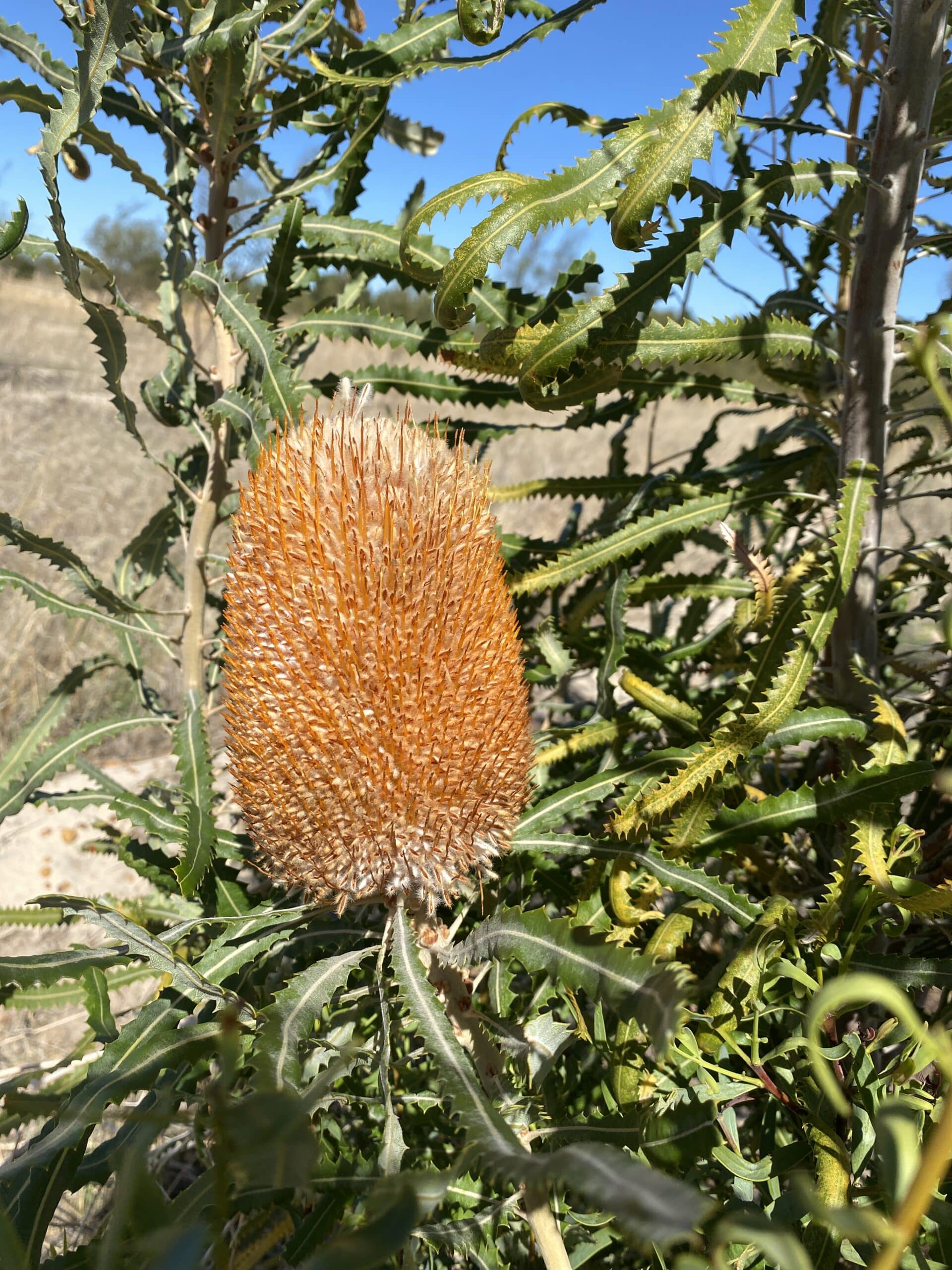 Beautiful flowering Banksia prionotes ('Acorn banksia').