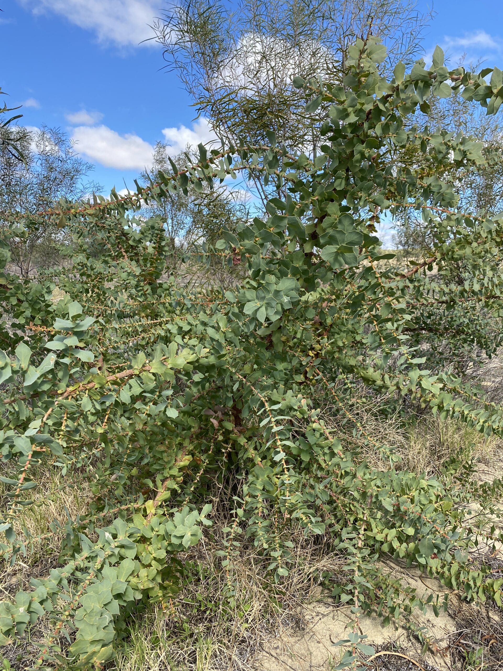 Thriving Hakea prostrata ('Harsh hakea').