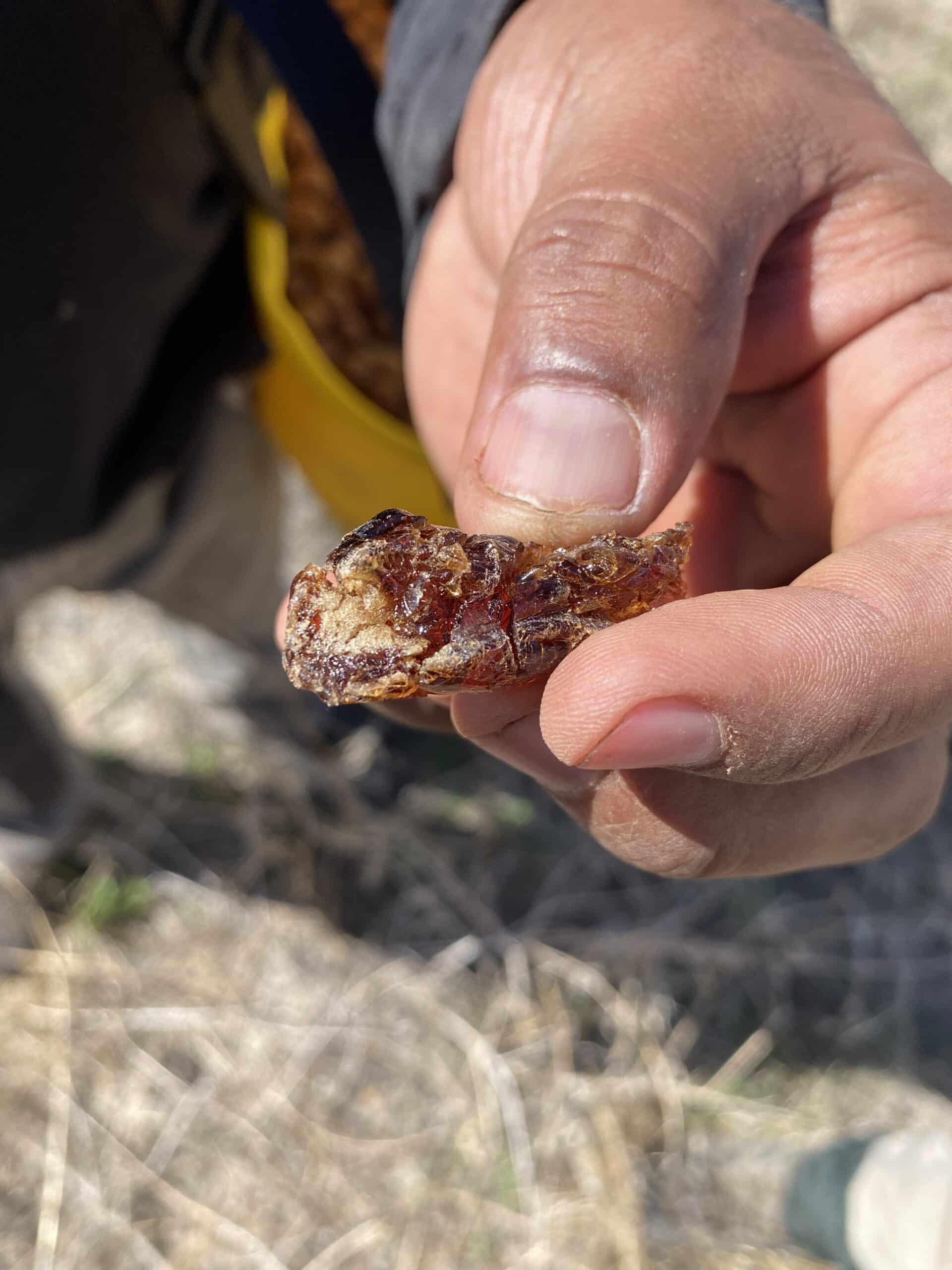 hand holding a Jam wattle gum