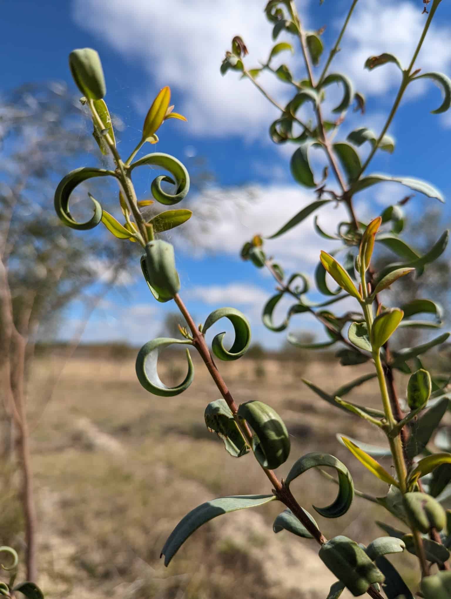 close up of curled sandalwood (Santalum spicatum) leaves.