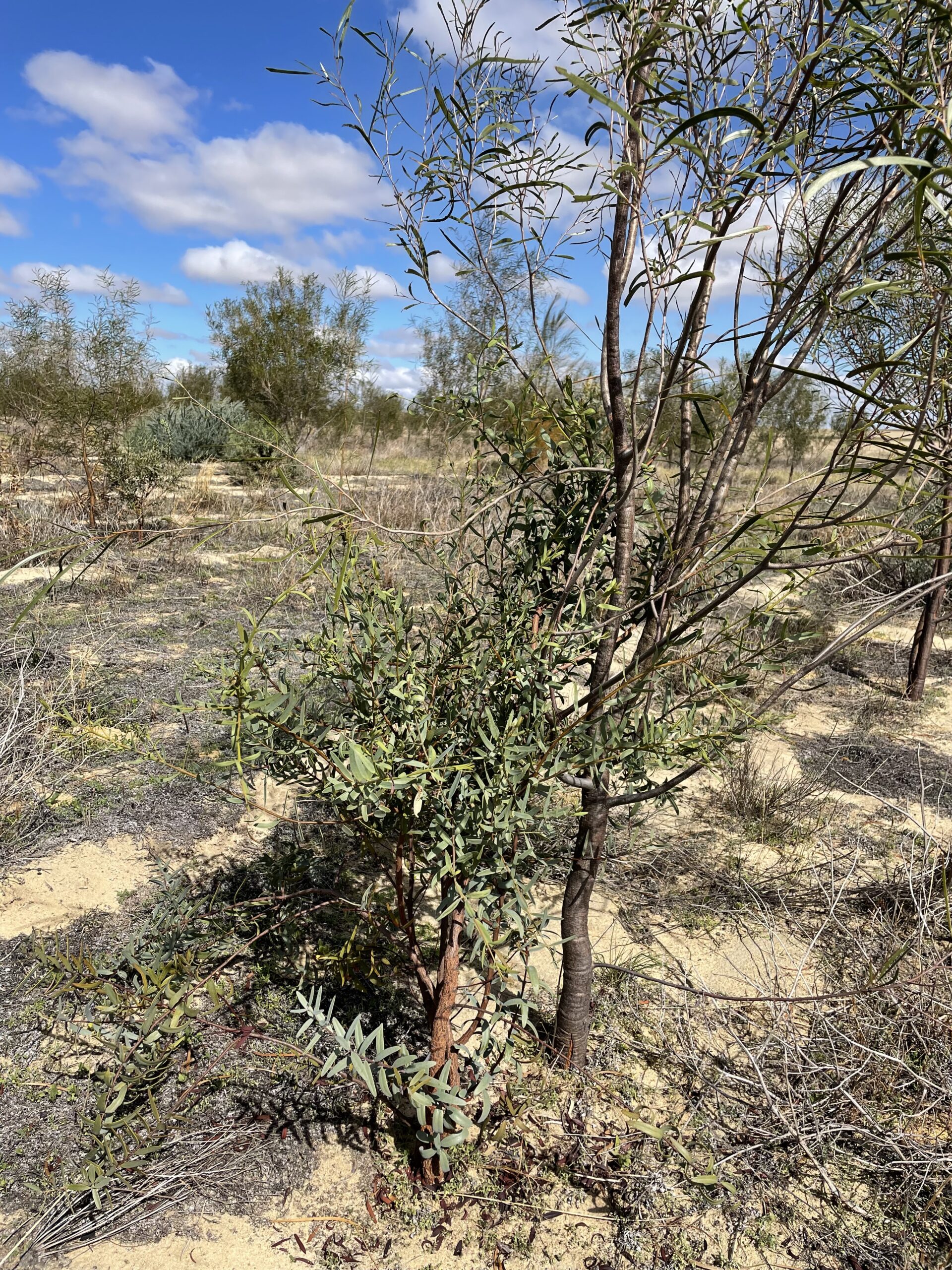 Juvenile sandalwood next to an established Acacia acuminata ('Jam wattle') host.
