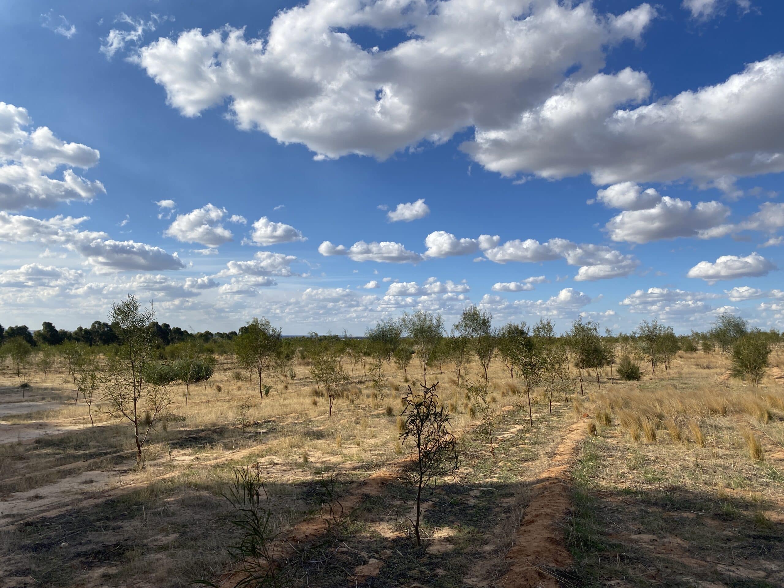 Planting rows of Acacia species and Santalum spicatum ('Sandalwood').