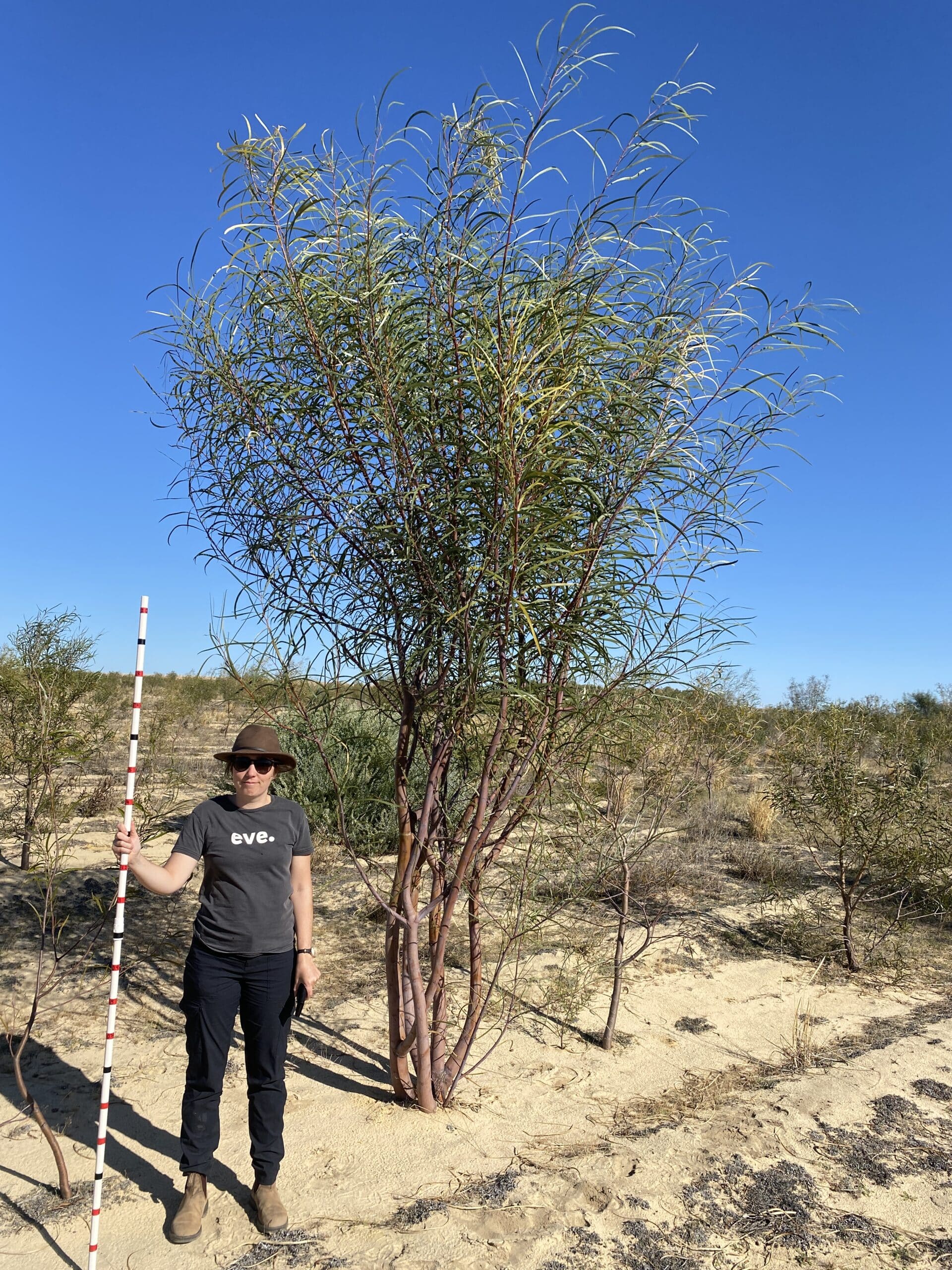 Woman smiling and standing next to an Acacia lasiocalyx ('Shaggy wattle').