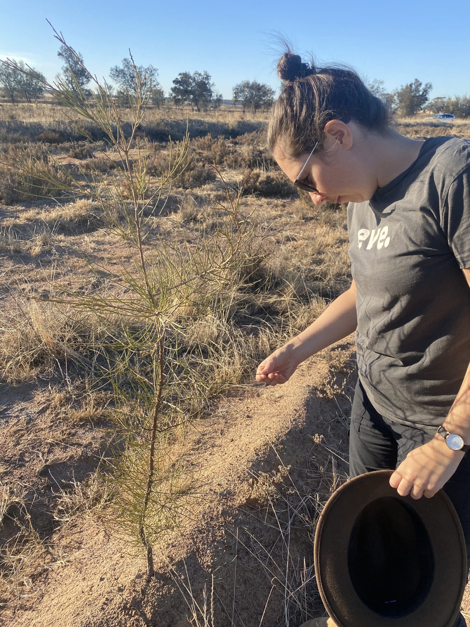 Woman looking at a Casuarina obesa ('Swamp sheoak') plant in planting row