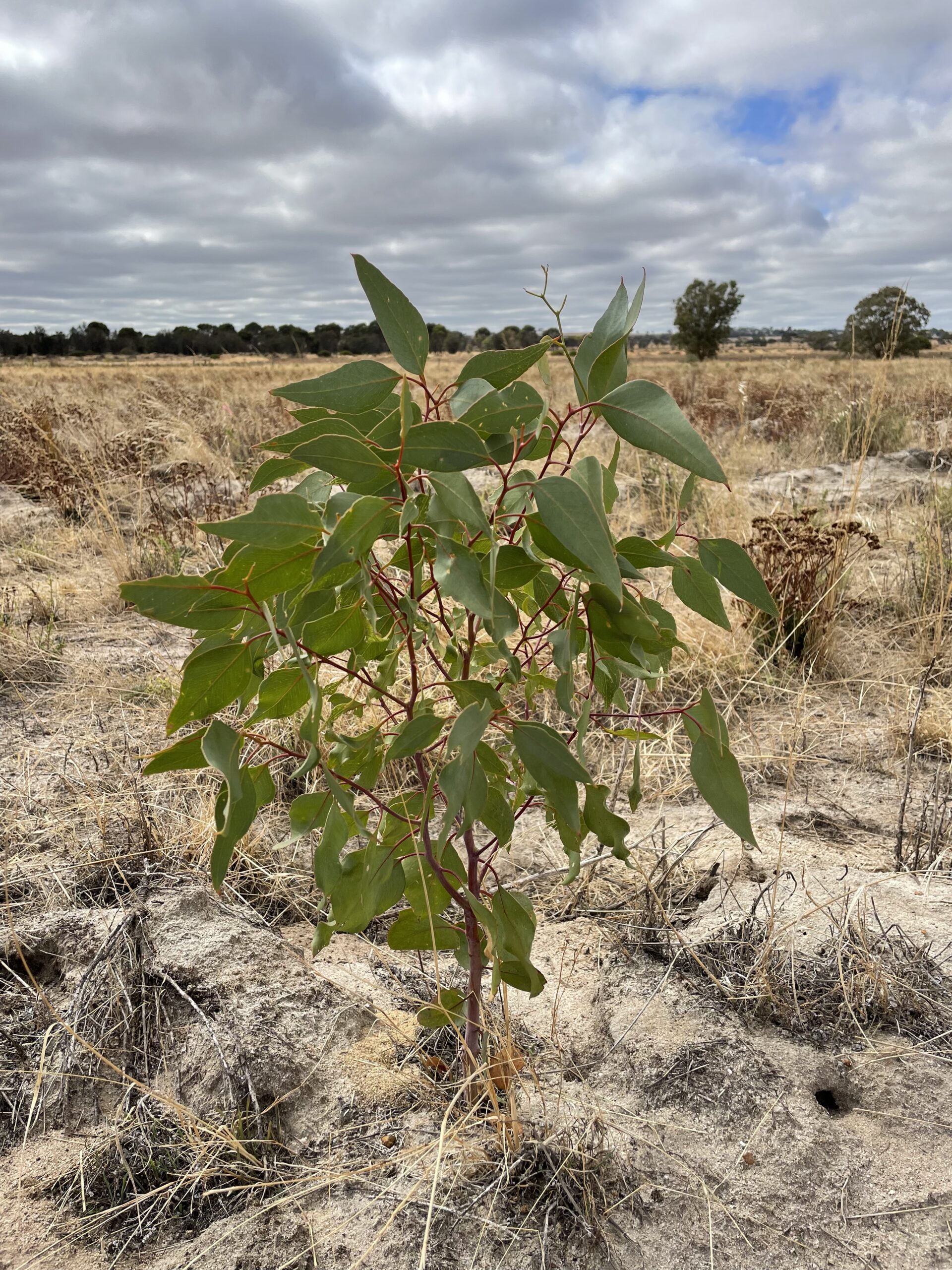 Eucalyptus loxophleba ('York gum')
