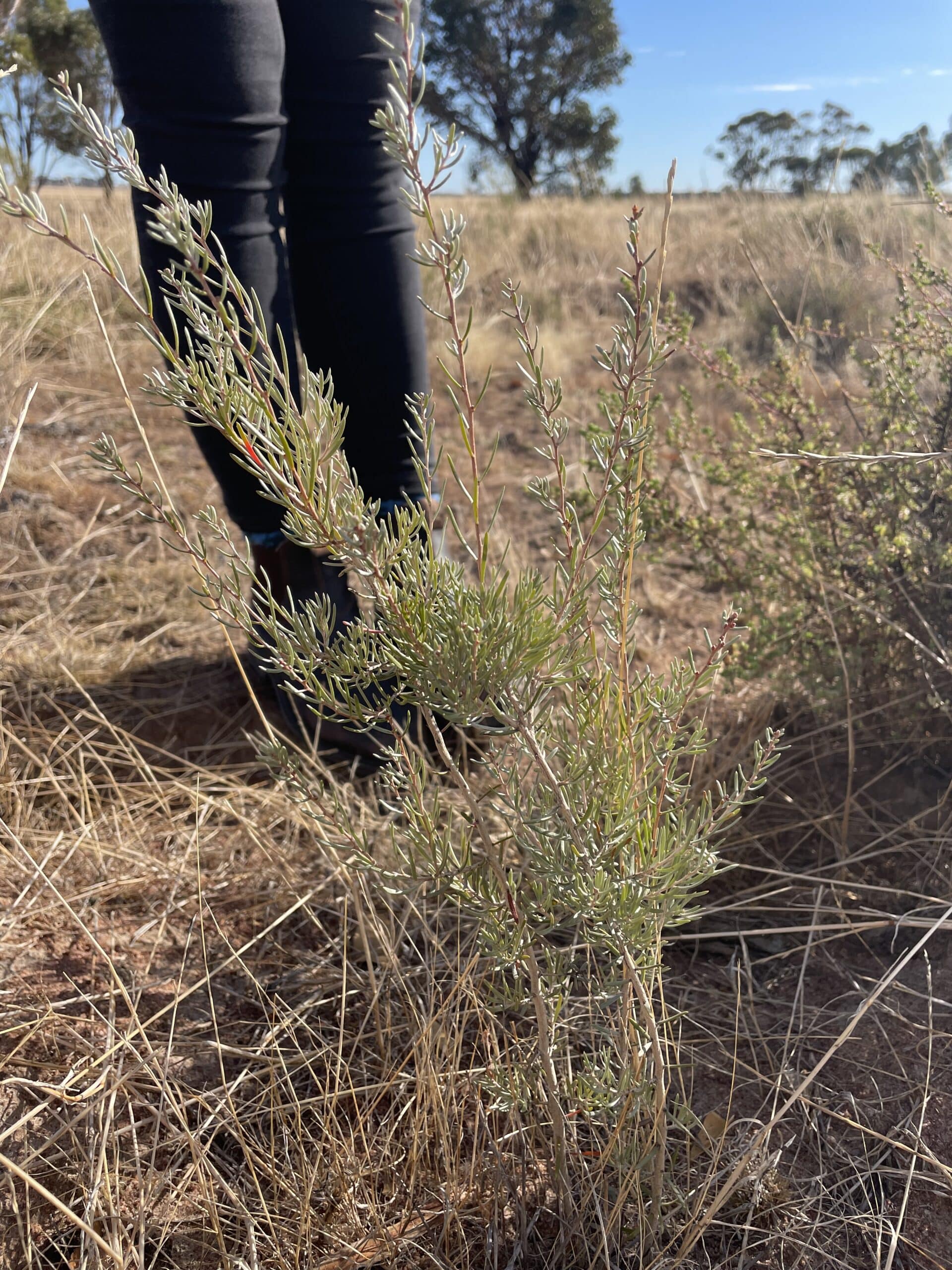 close up of a Melaleuca brophyi plant