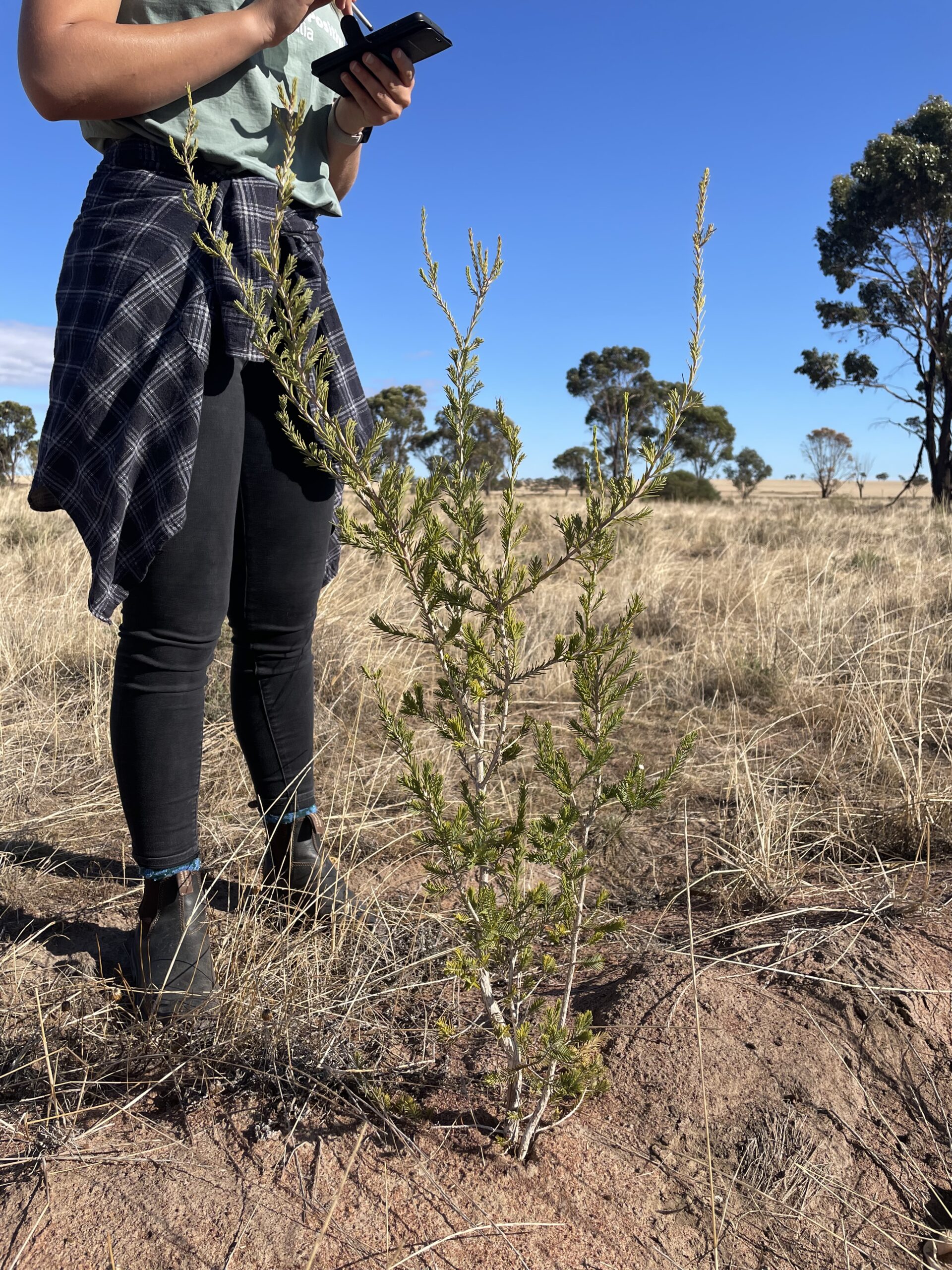 person standing behind a plant - Melaleuca cuticularis ('Saltwater paperbark')