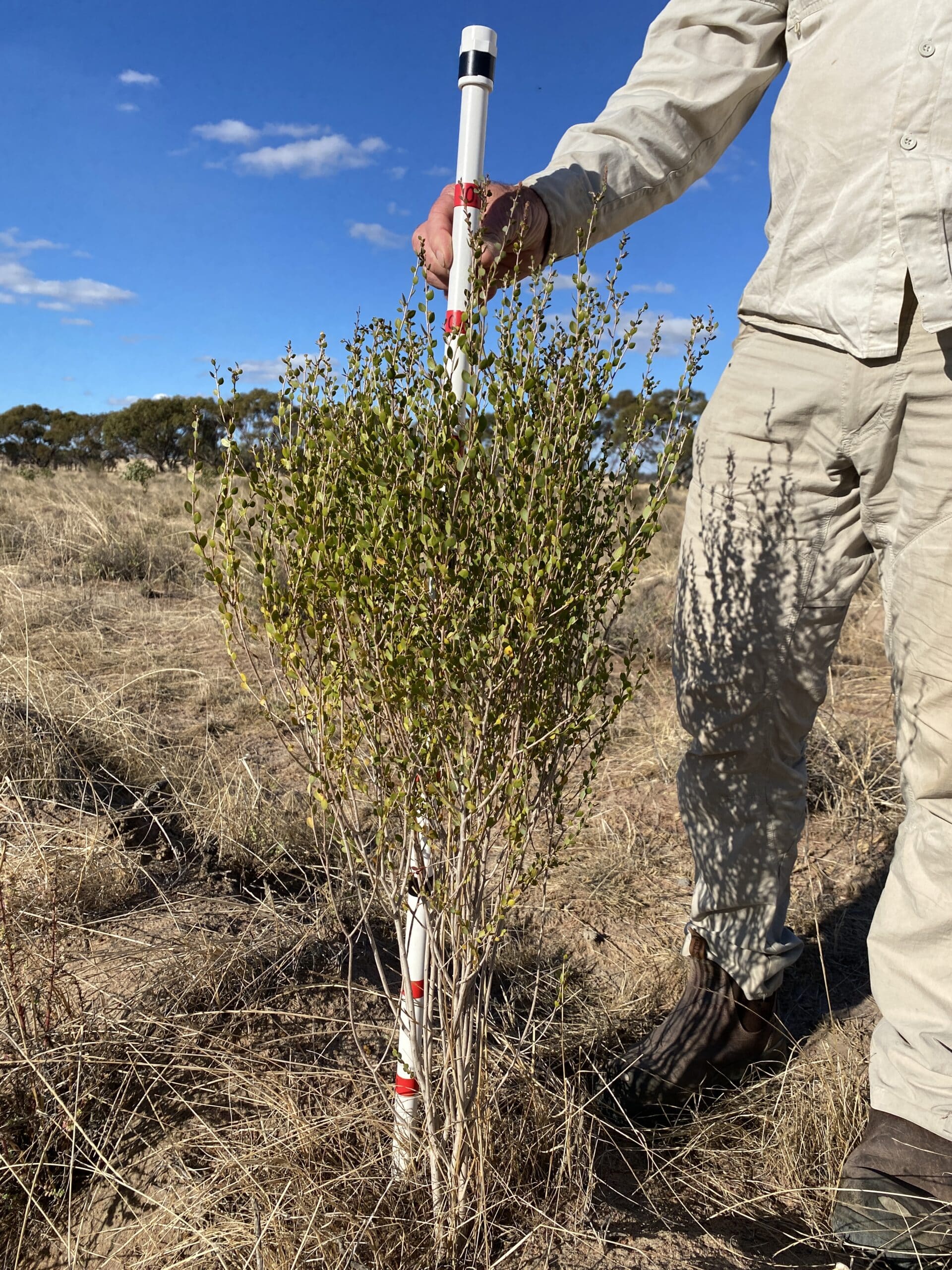 person standing next to a Melaleuca cuticularis ('Saltwater paperbark') plant and measuring its height with a measuring stick