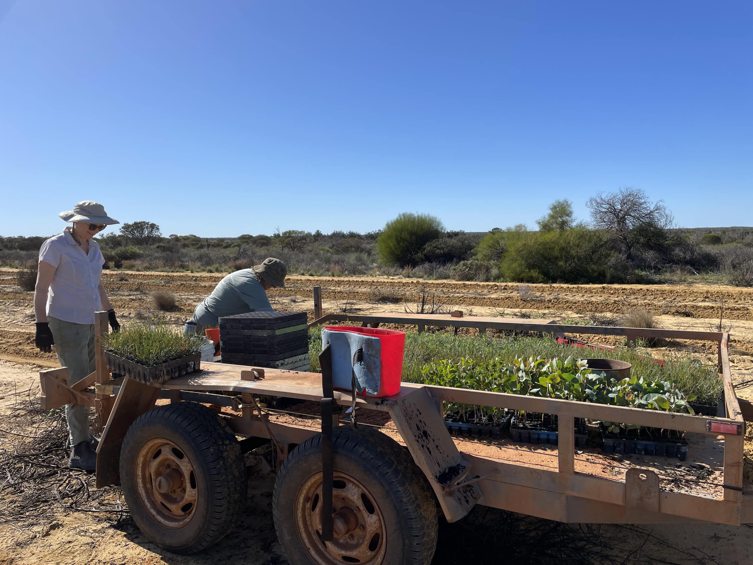 two women filling up their planting buckets from a trailer full of seedlings