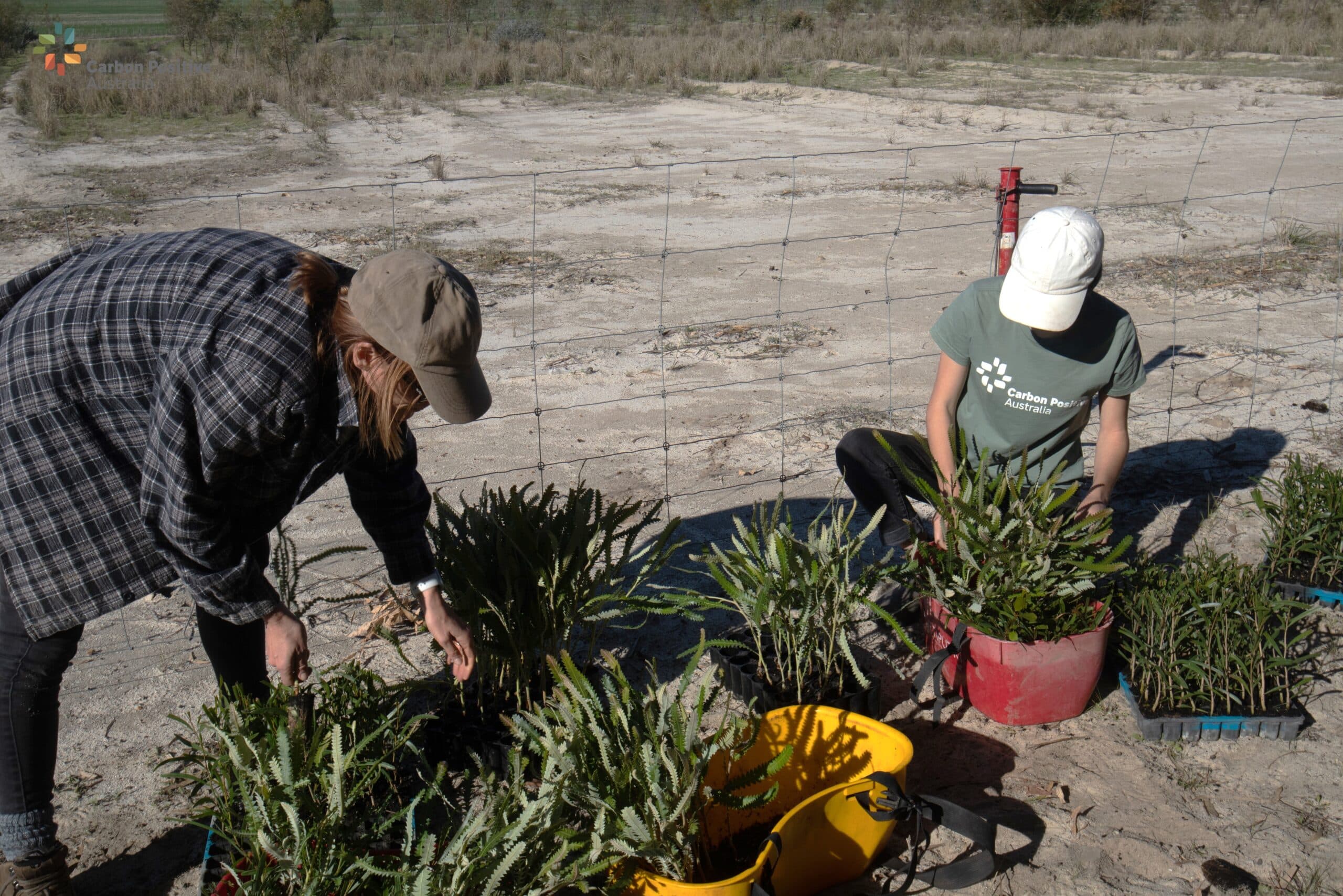 two women organising seedlings into seedlings buckets
