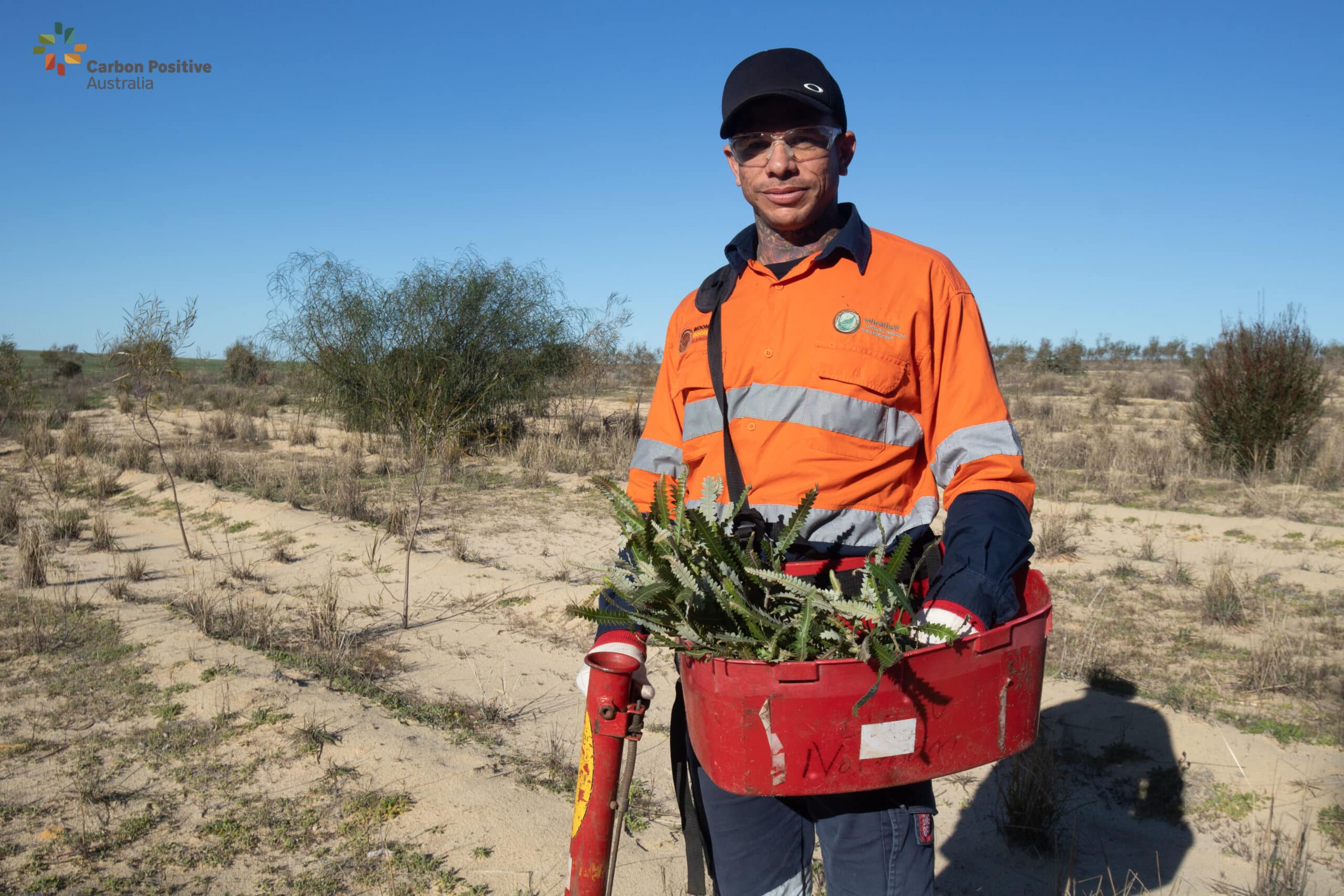 Man standing with planting equipment and full seedling bucket