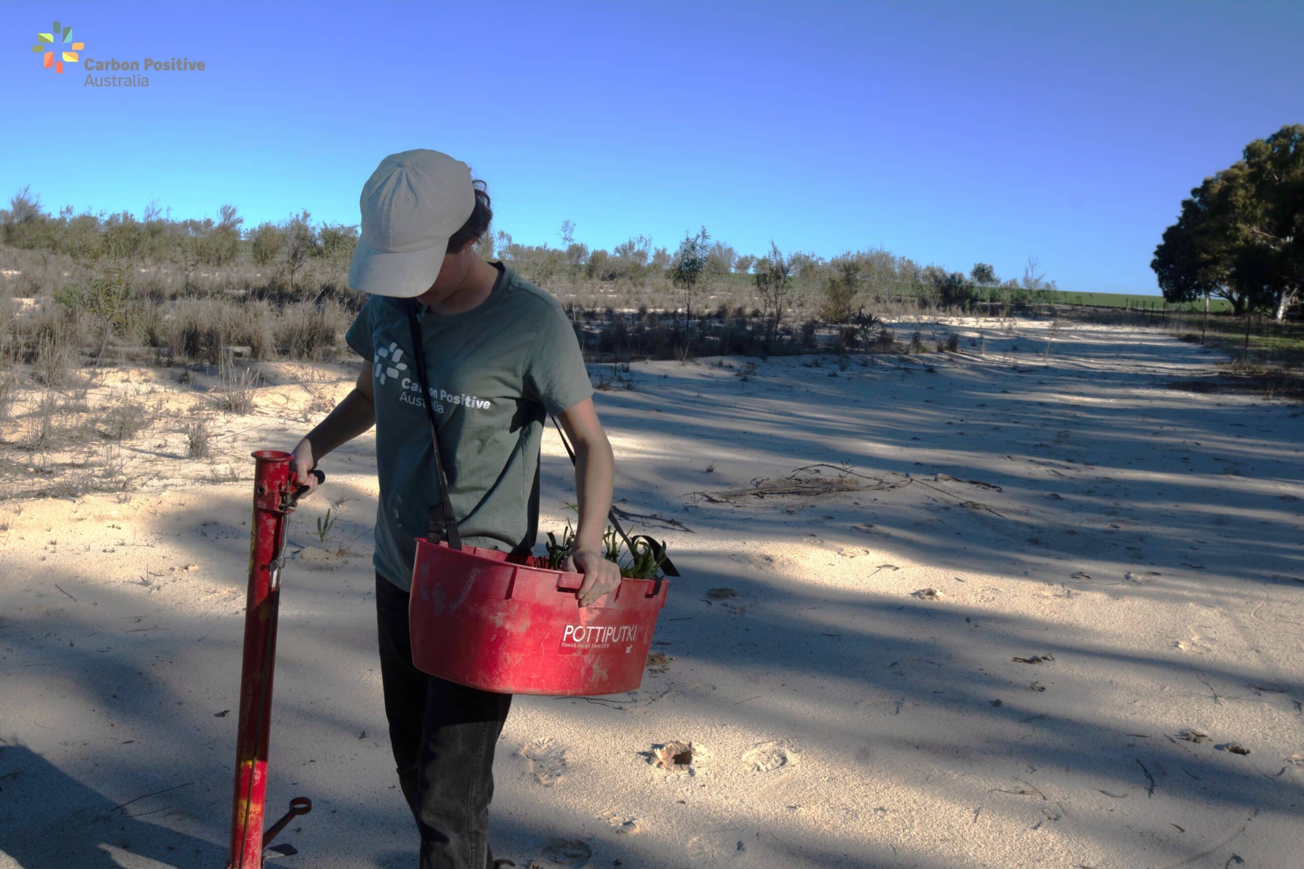 Woman walking along planting seedlings with planting equipment and full seedling bucket