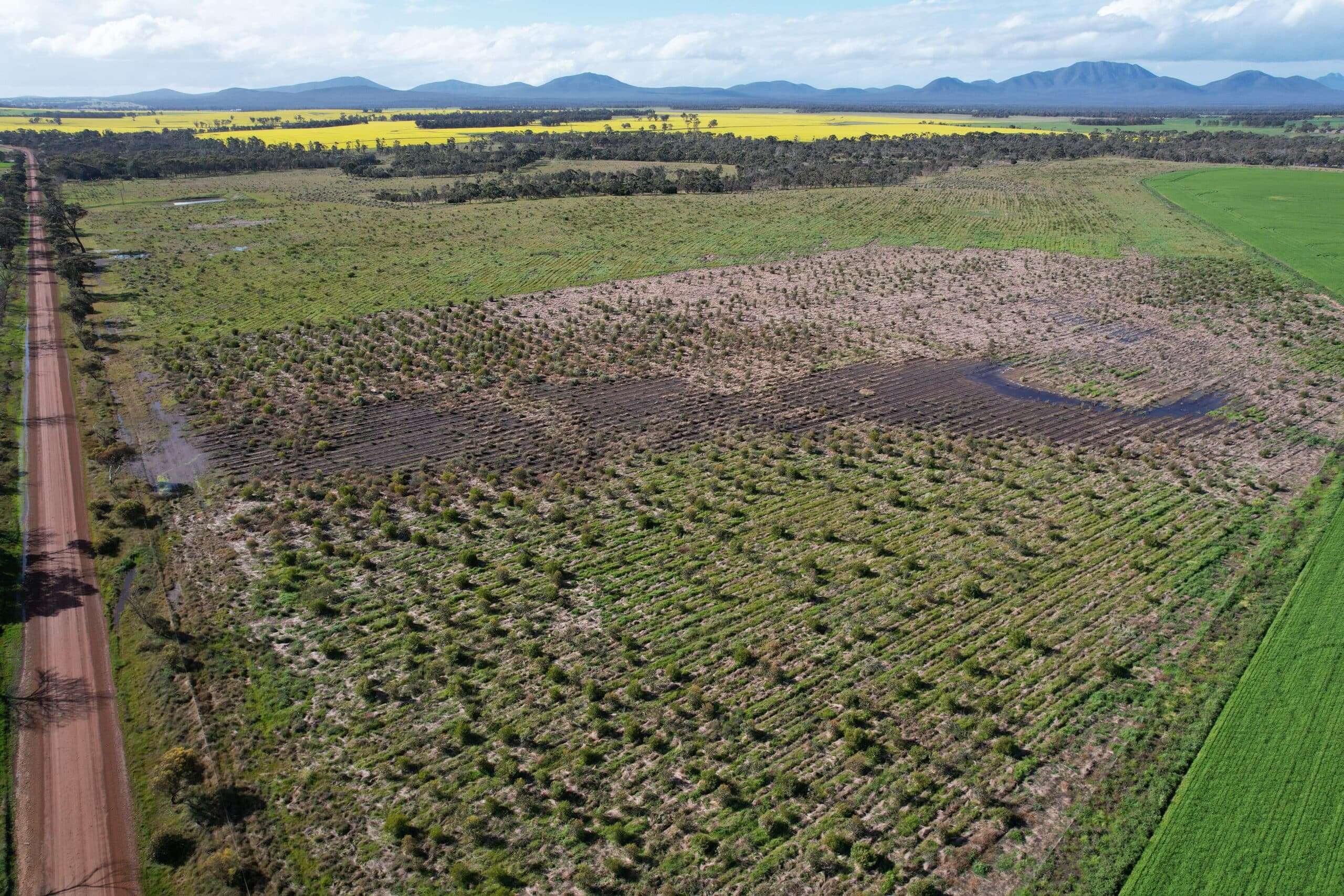 Drone shot of established plants in planting rows