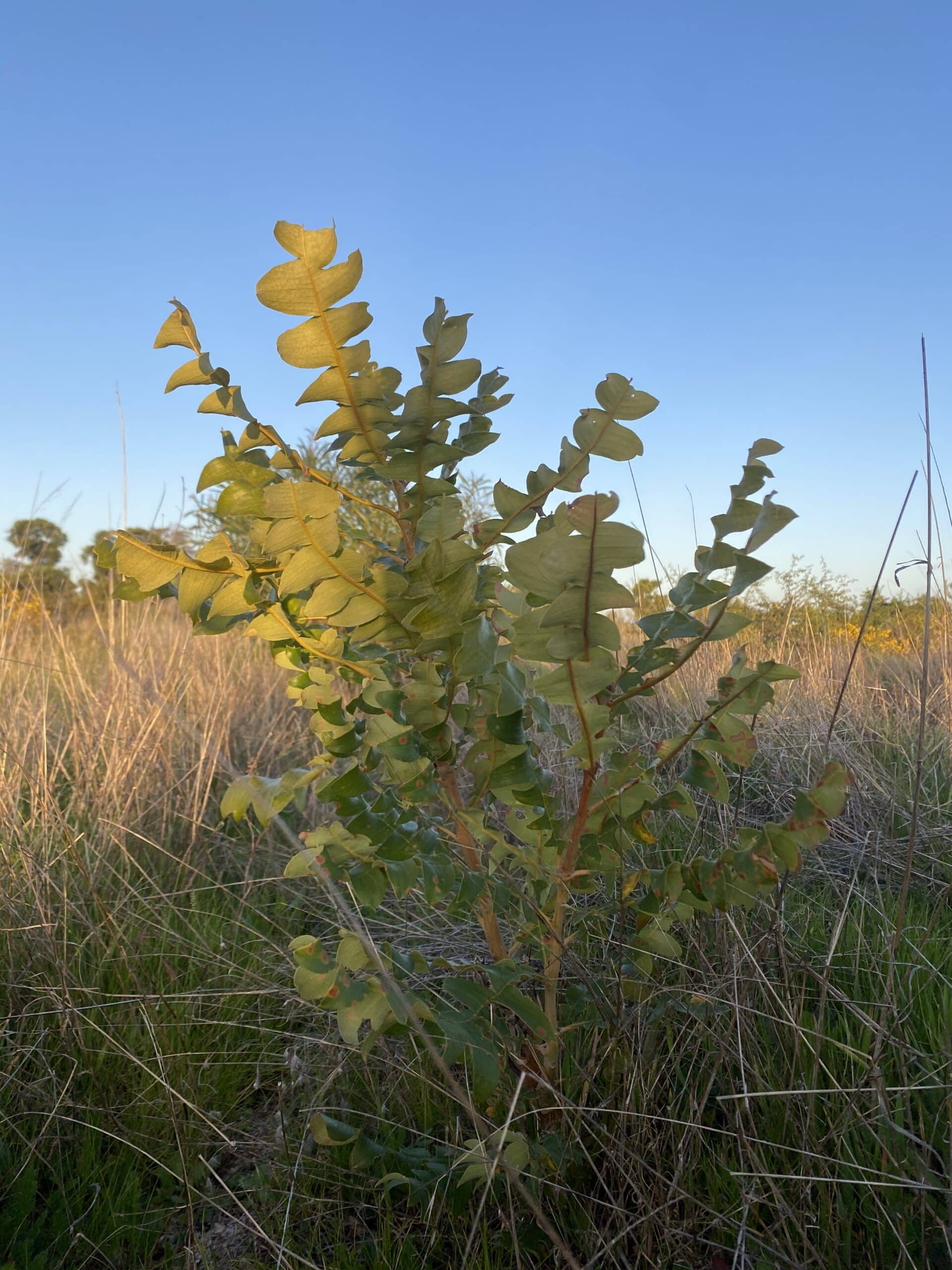 Thriving Banksia grandis ("Bull banksia").