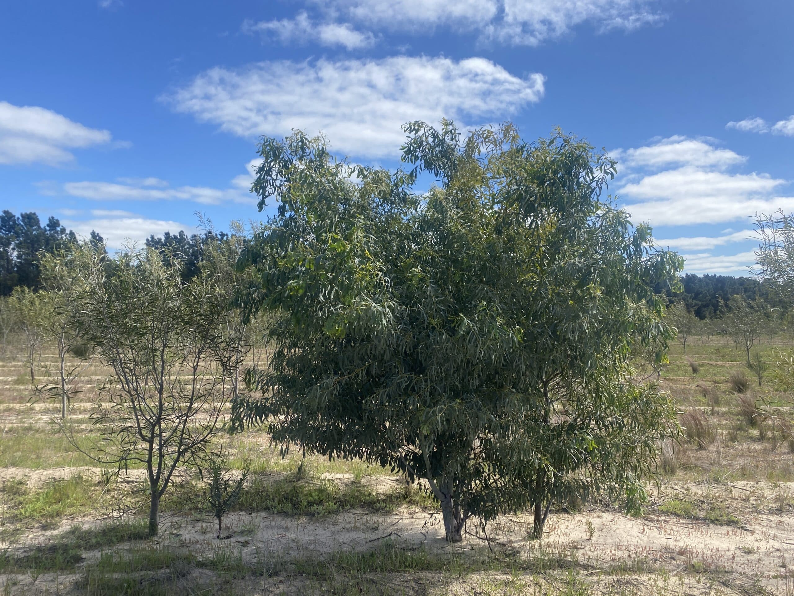 Established Acacia microbotrya ('Manna wattle') growing in planting rows