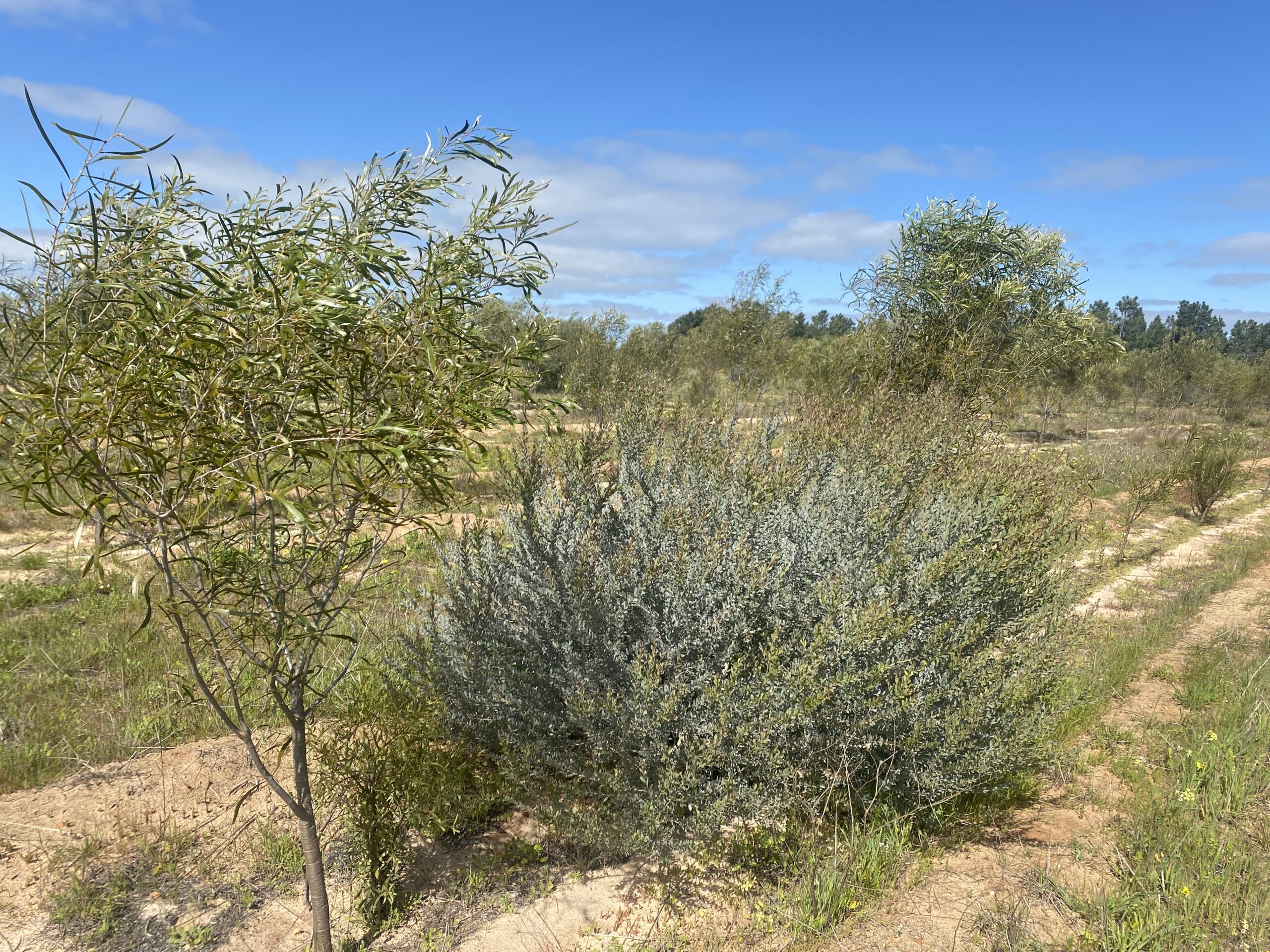 Established trees growing in planting rows