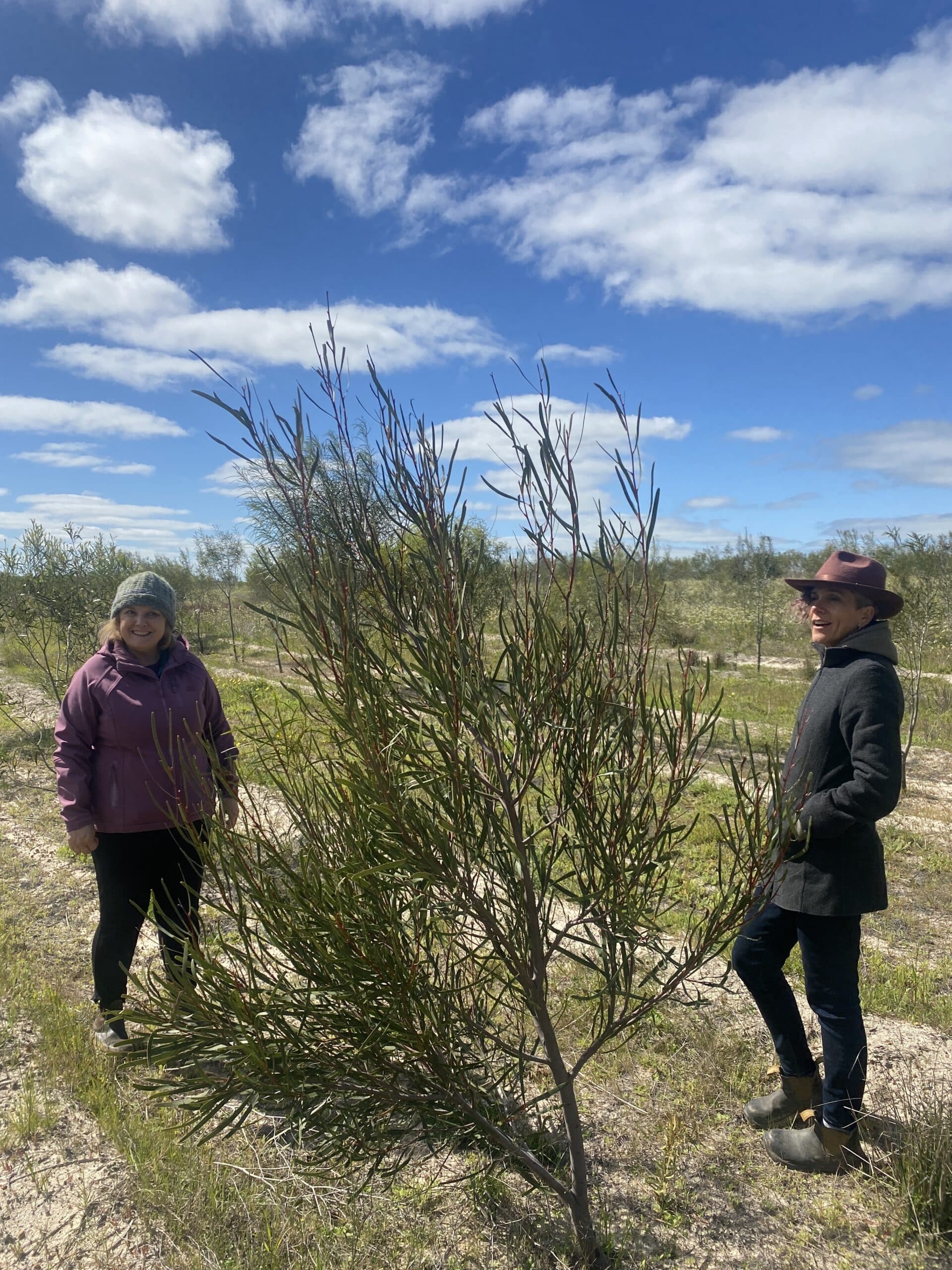 Two women standing next to an impressive Hakea multilineata ('Grass leaved hakea').
