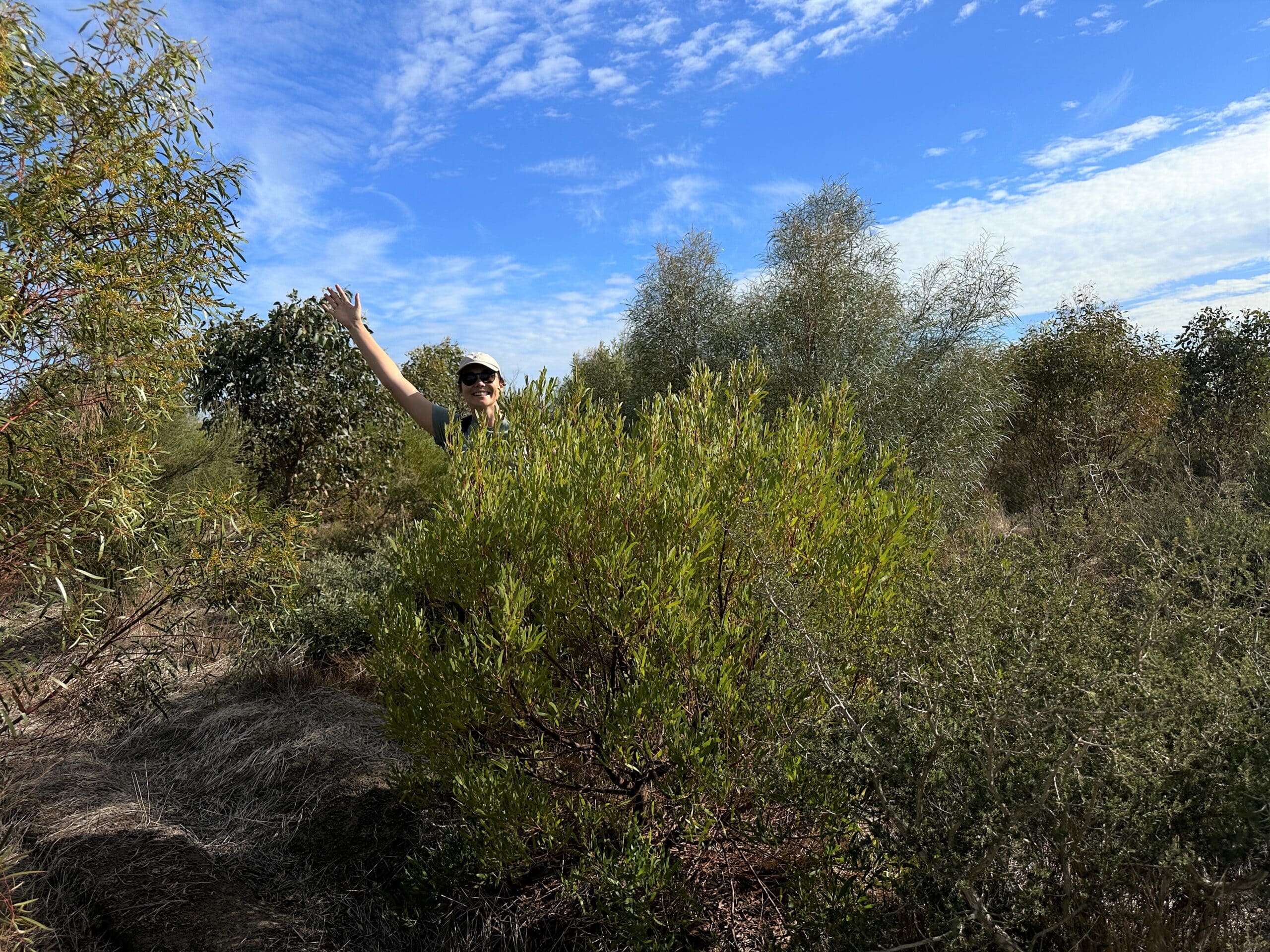 Woman peaking out from behind an Acacia cyclops.