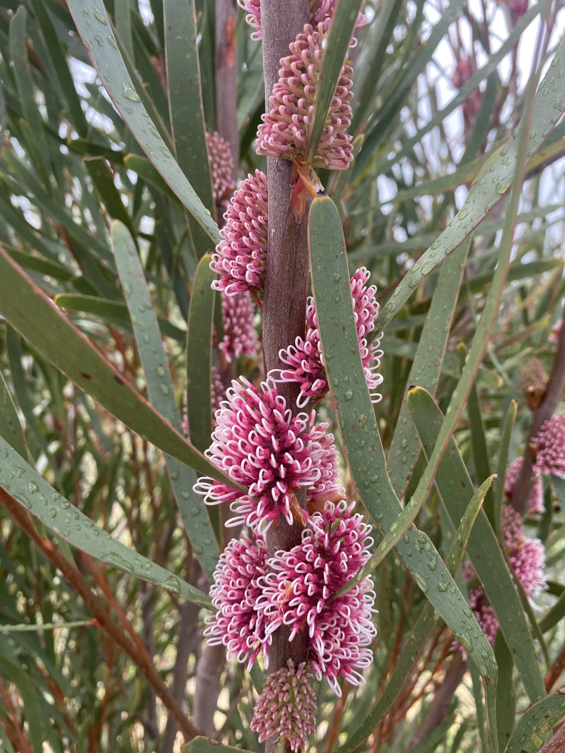close up of aHakea multilineata ('grass-leaved hakea') in bloom.