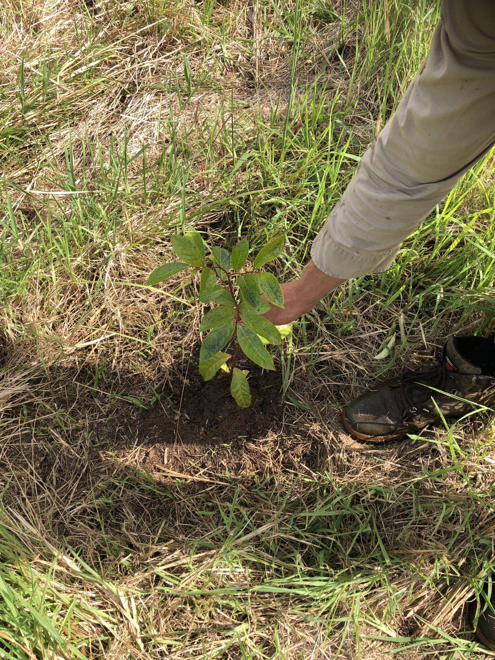 Hand bending down to touch seedling in ground
