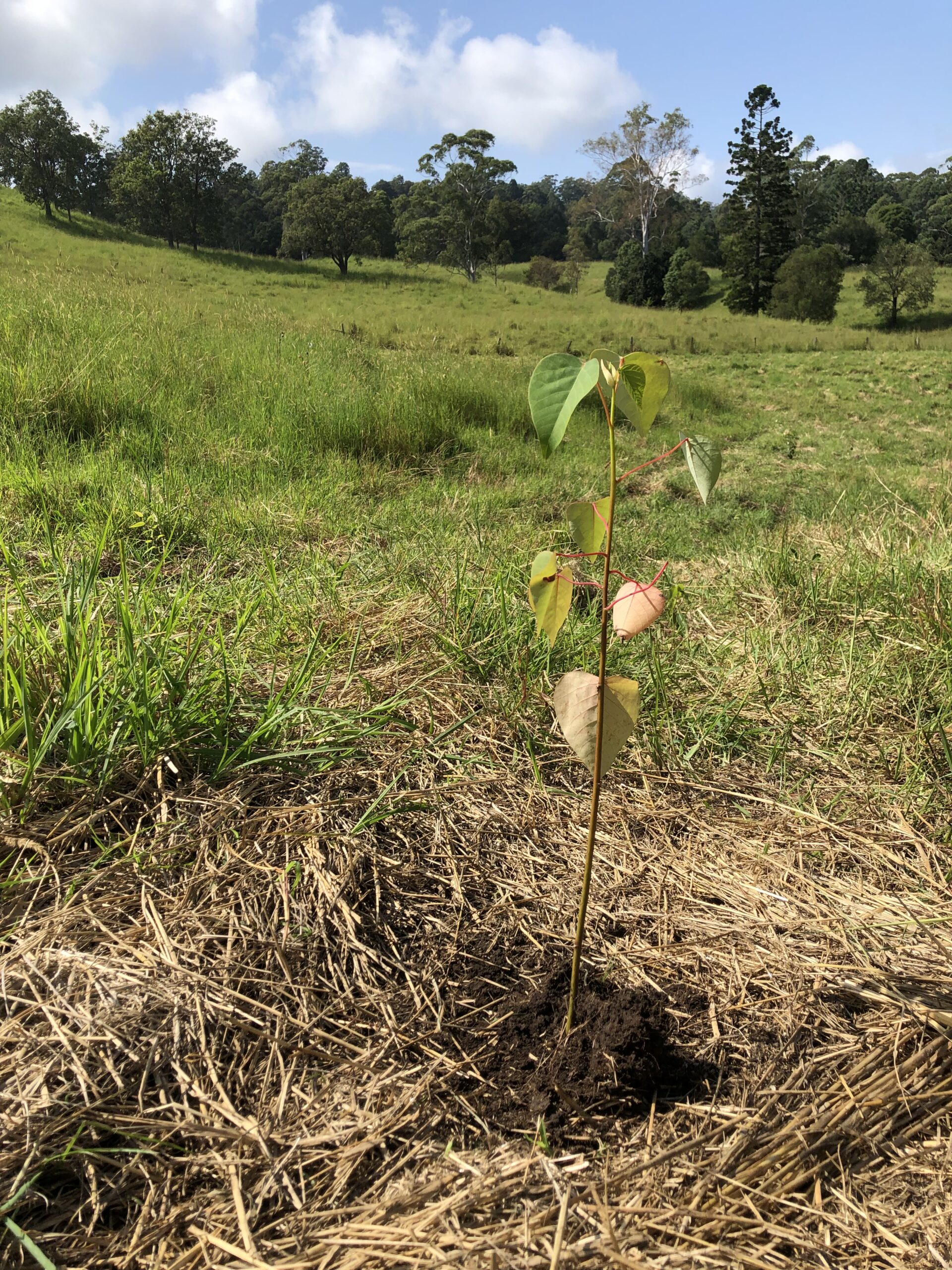 Close up of seedling growing in planting area