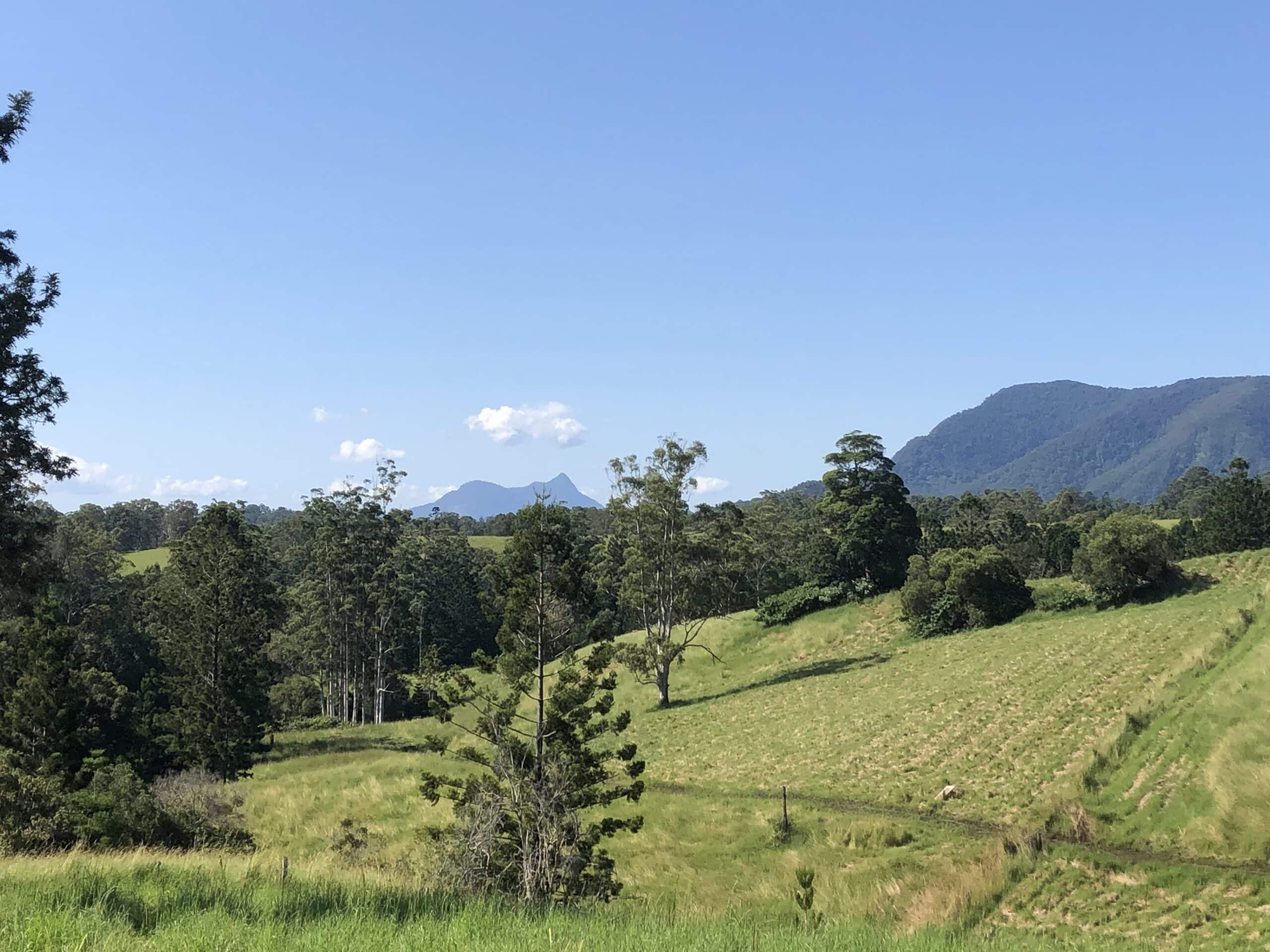 Planting area showing Mt Wollumbin in the distance.