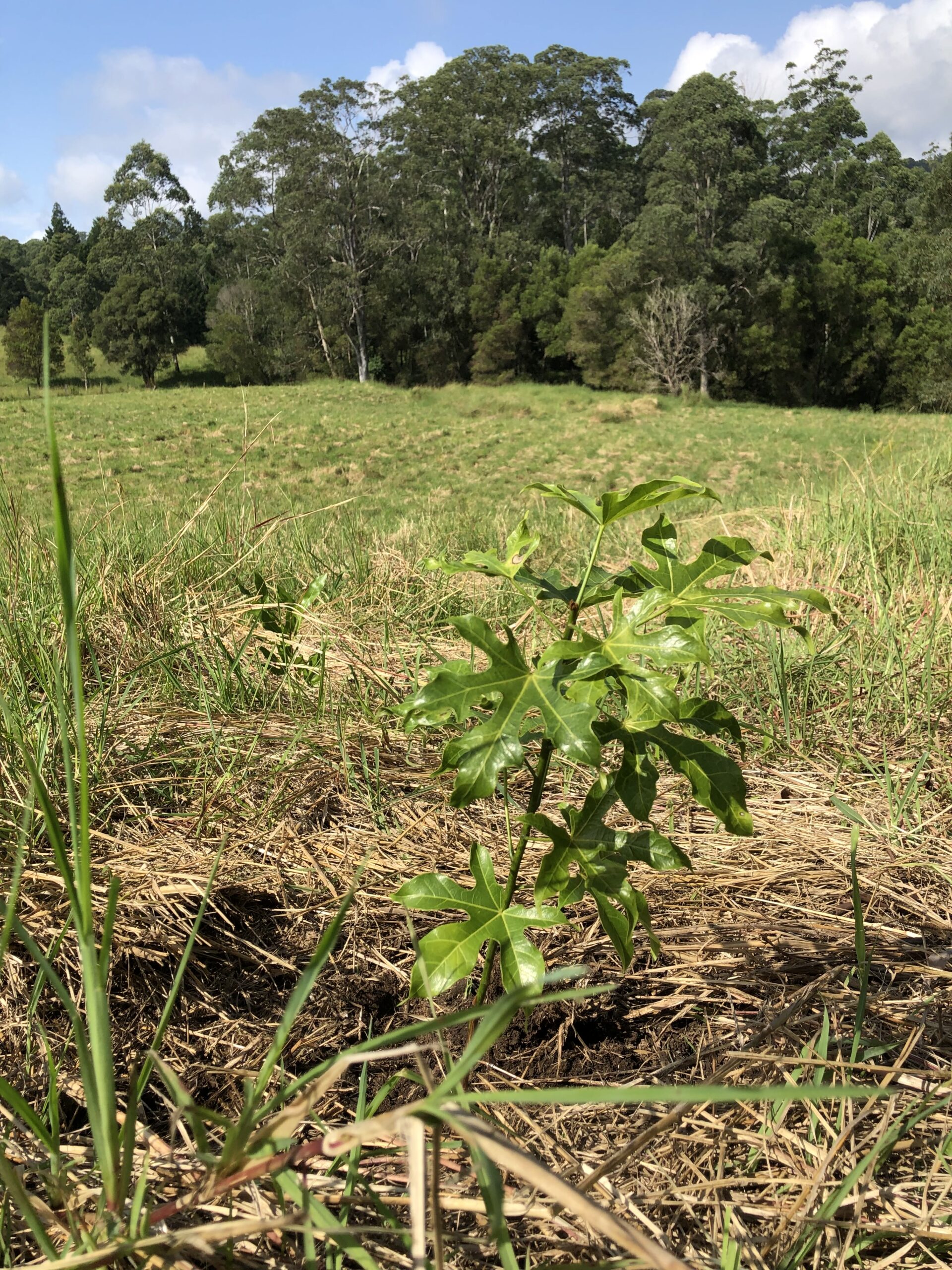 Close up of seedling growing in ground