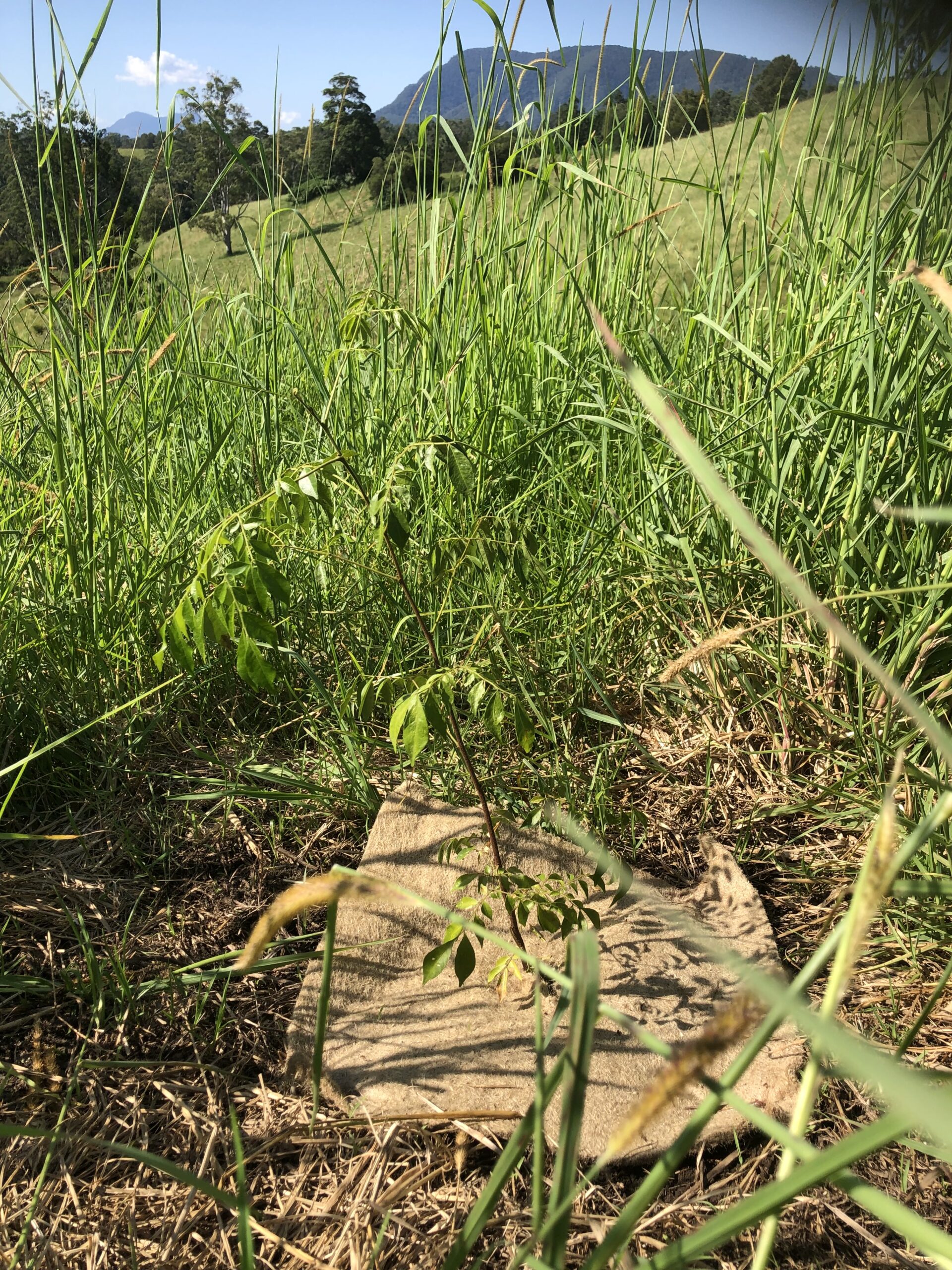 Seedling with jute matting to suppress Setaria grass.