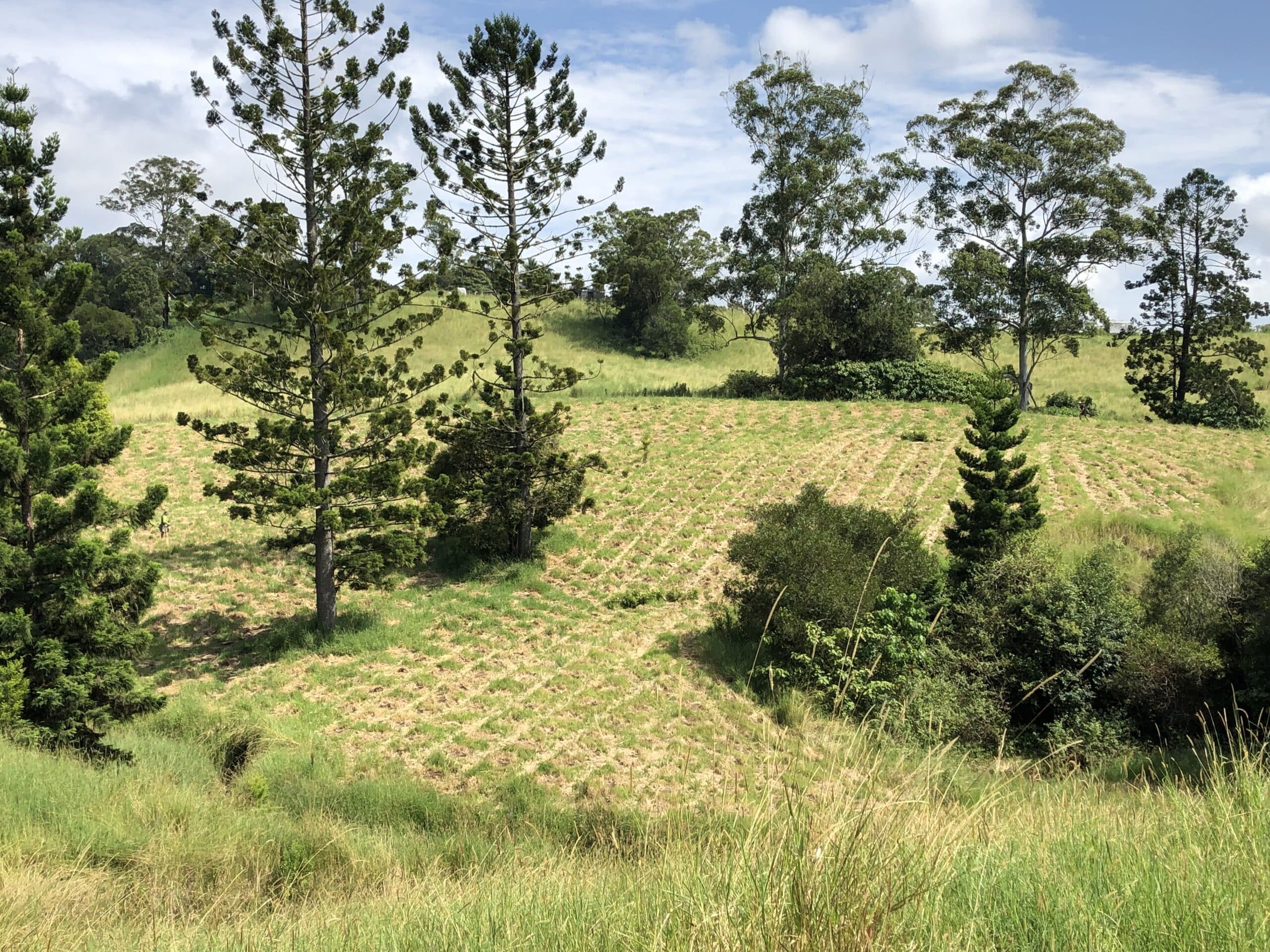 Planting area with remnant trees ready to be planted