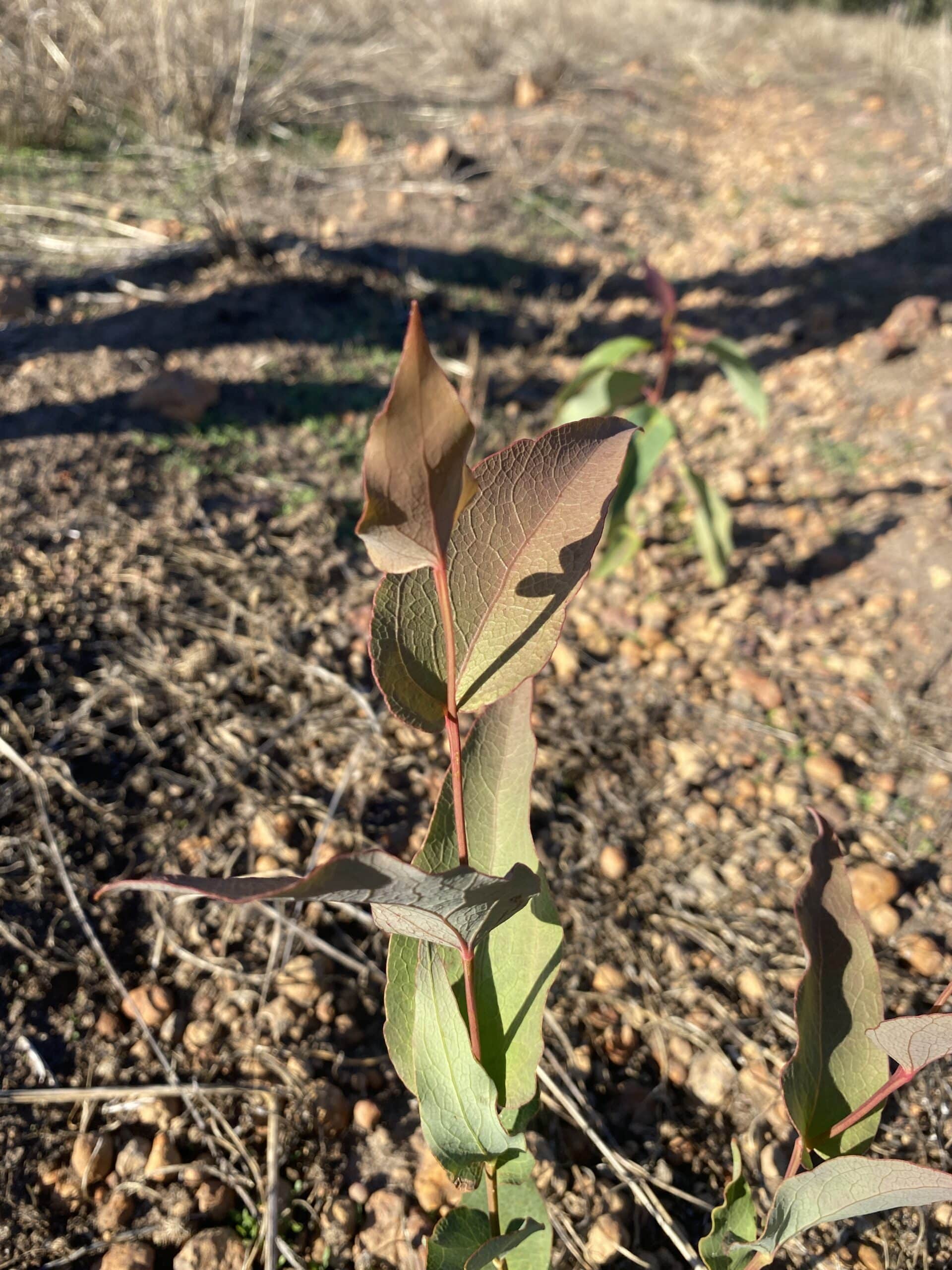 Close up of a Daviesia cordata ('Bookleaf') seedling.