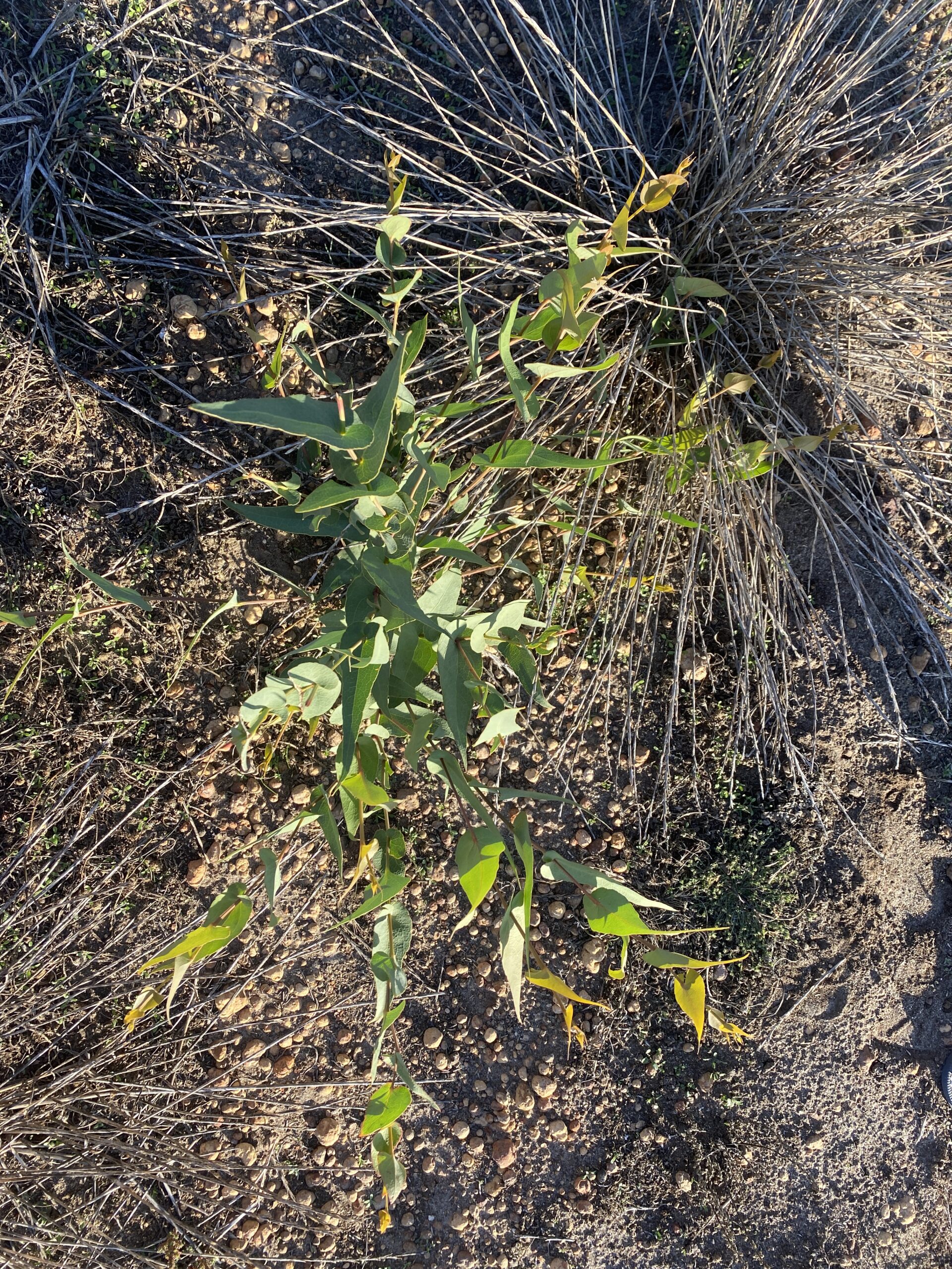 A thriving Daviesia cordata ('Bookleaf') seedling.