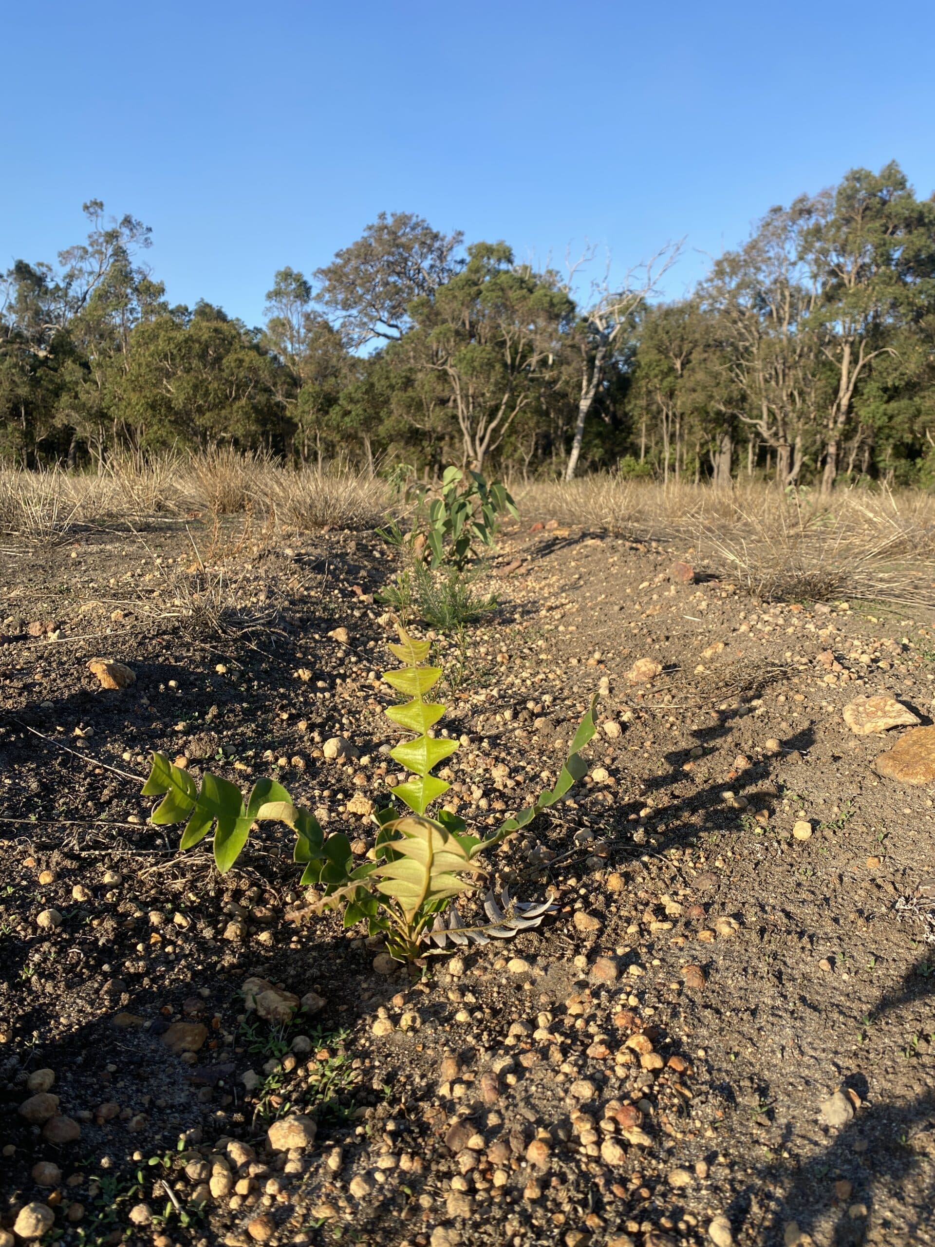 Banksia grandis ('Bull banksia') with Melaleuca and Eucalyptus seedlings in the background growing in planting rows.