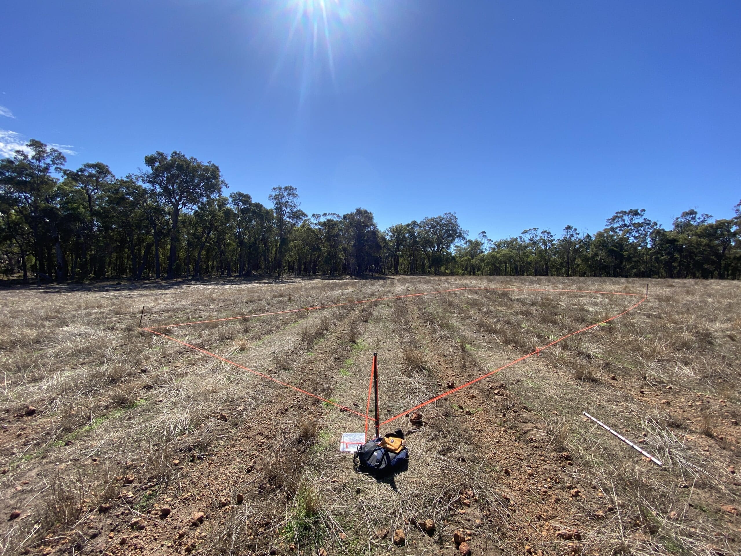 Monitoring plot measure out with orange tape